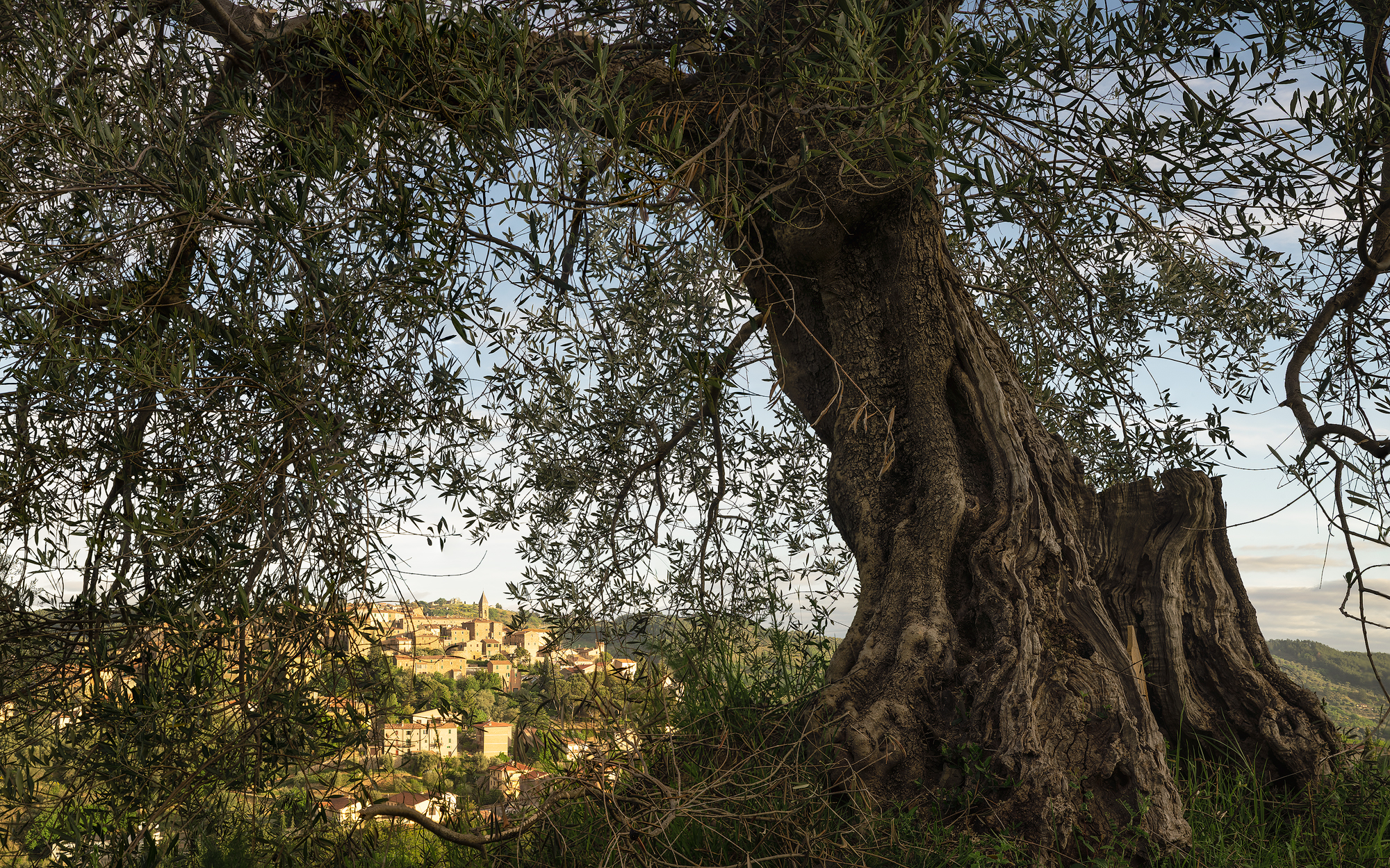 Il paese degli ulivi