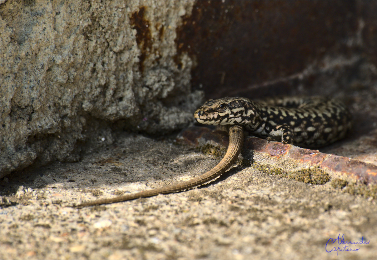 Ultimi raggi della giornata
