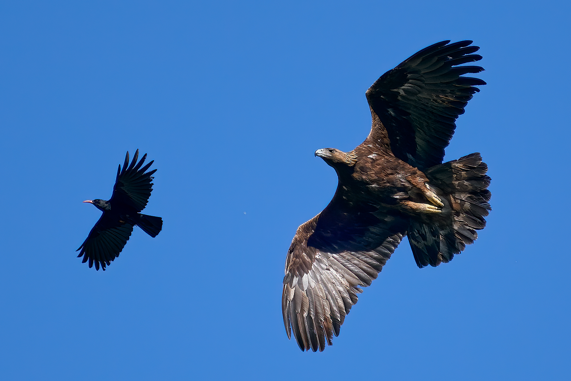 Golden Eagle VS Coral Croak