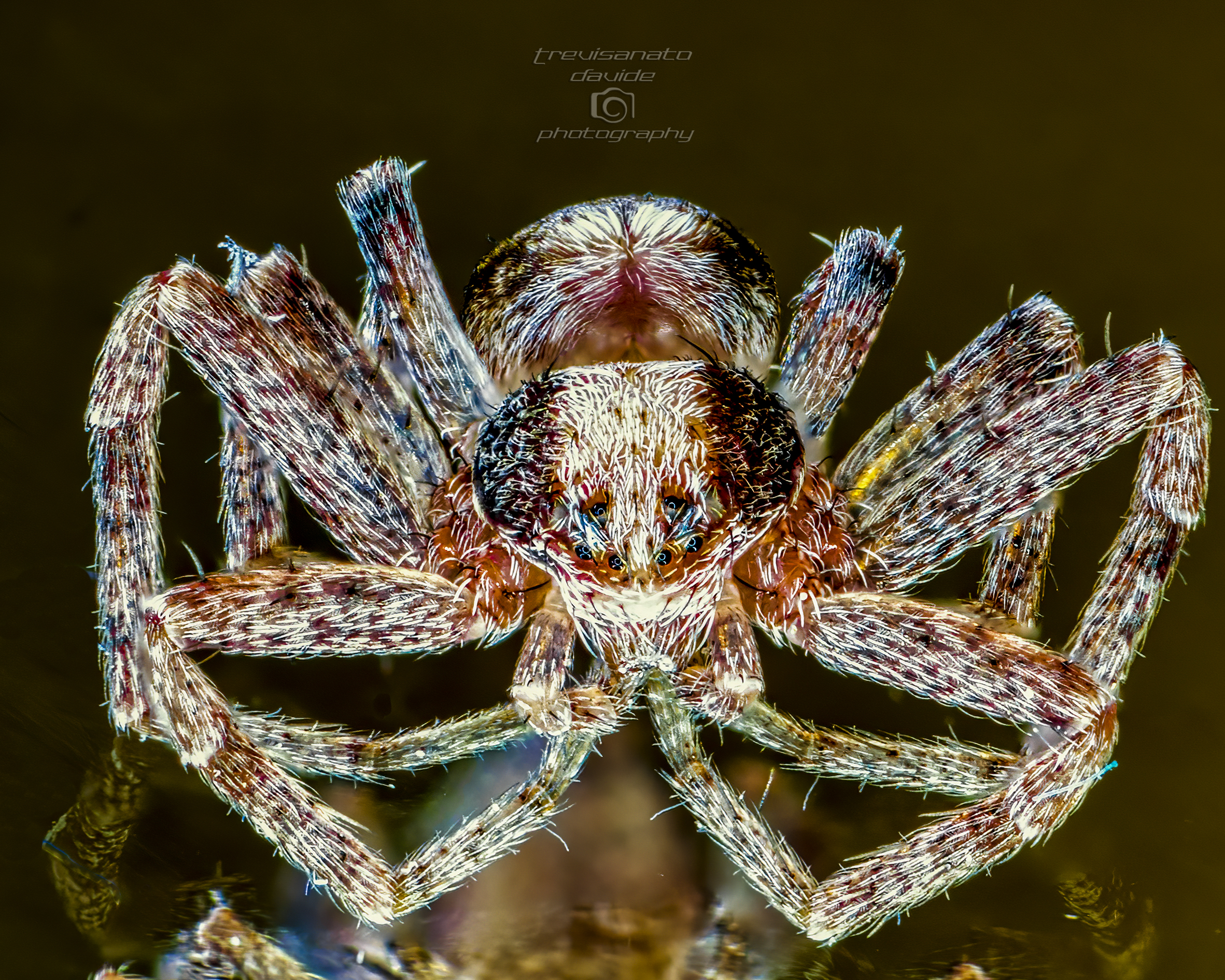 Shelob, 19