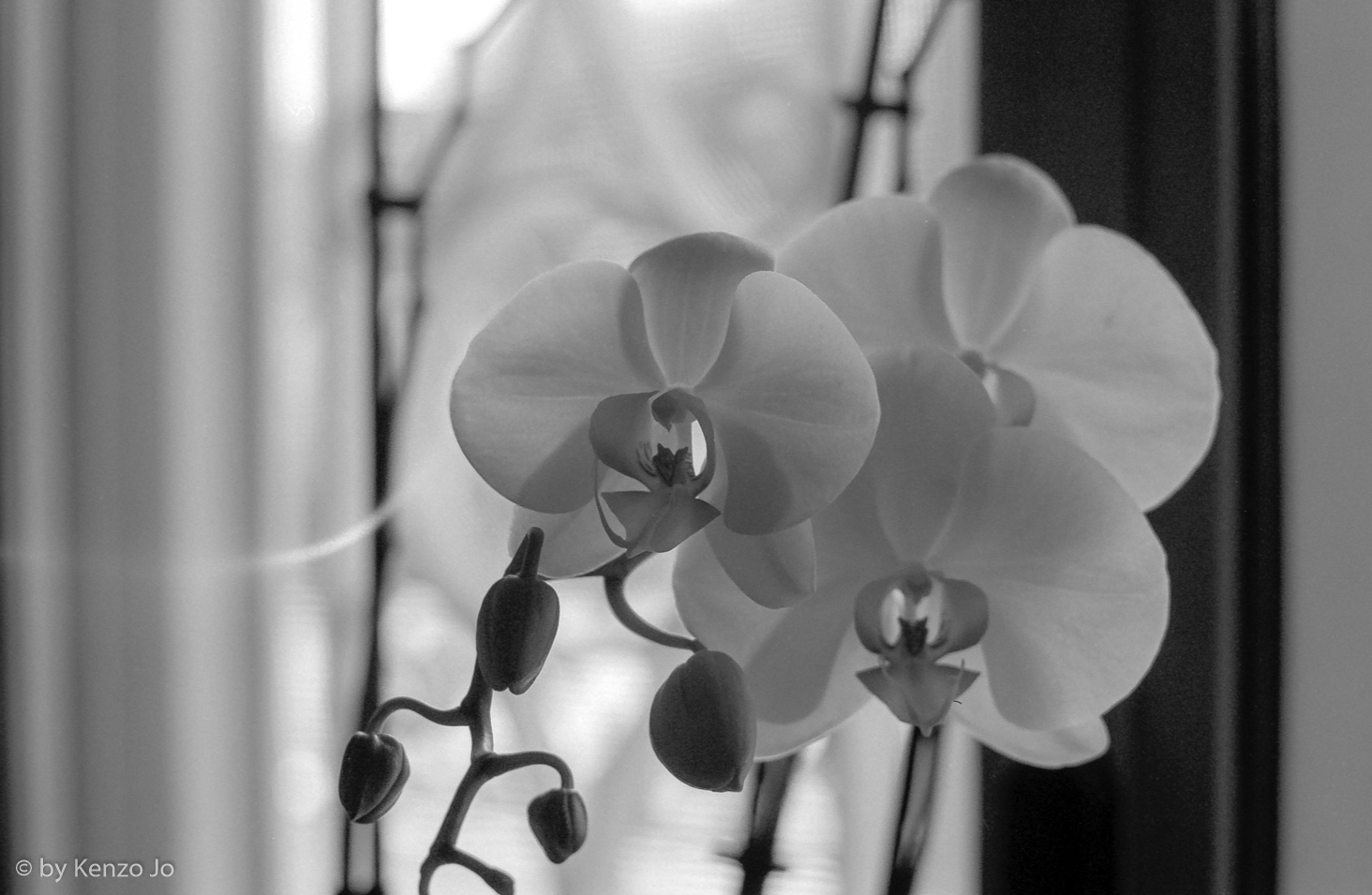 Dopo il giudizio di Paride