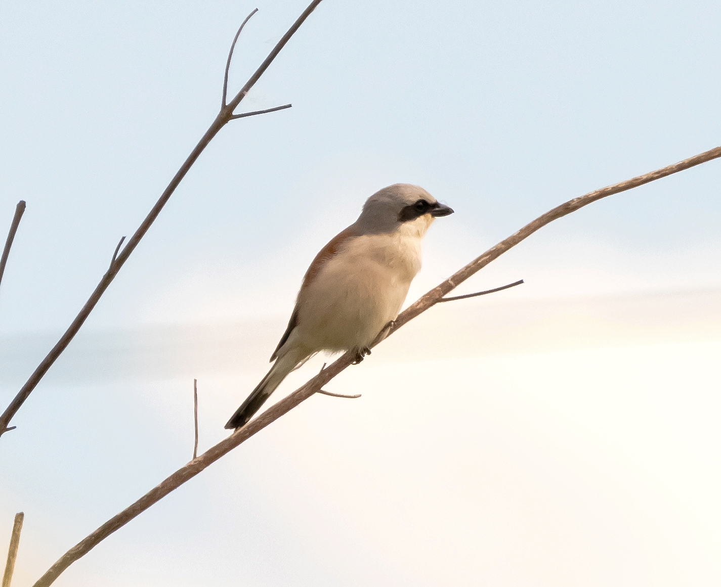 Having her small (Lanius collurio) on a branch 18/05/2021