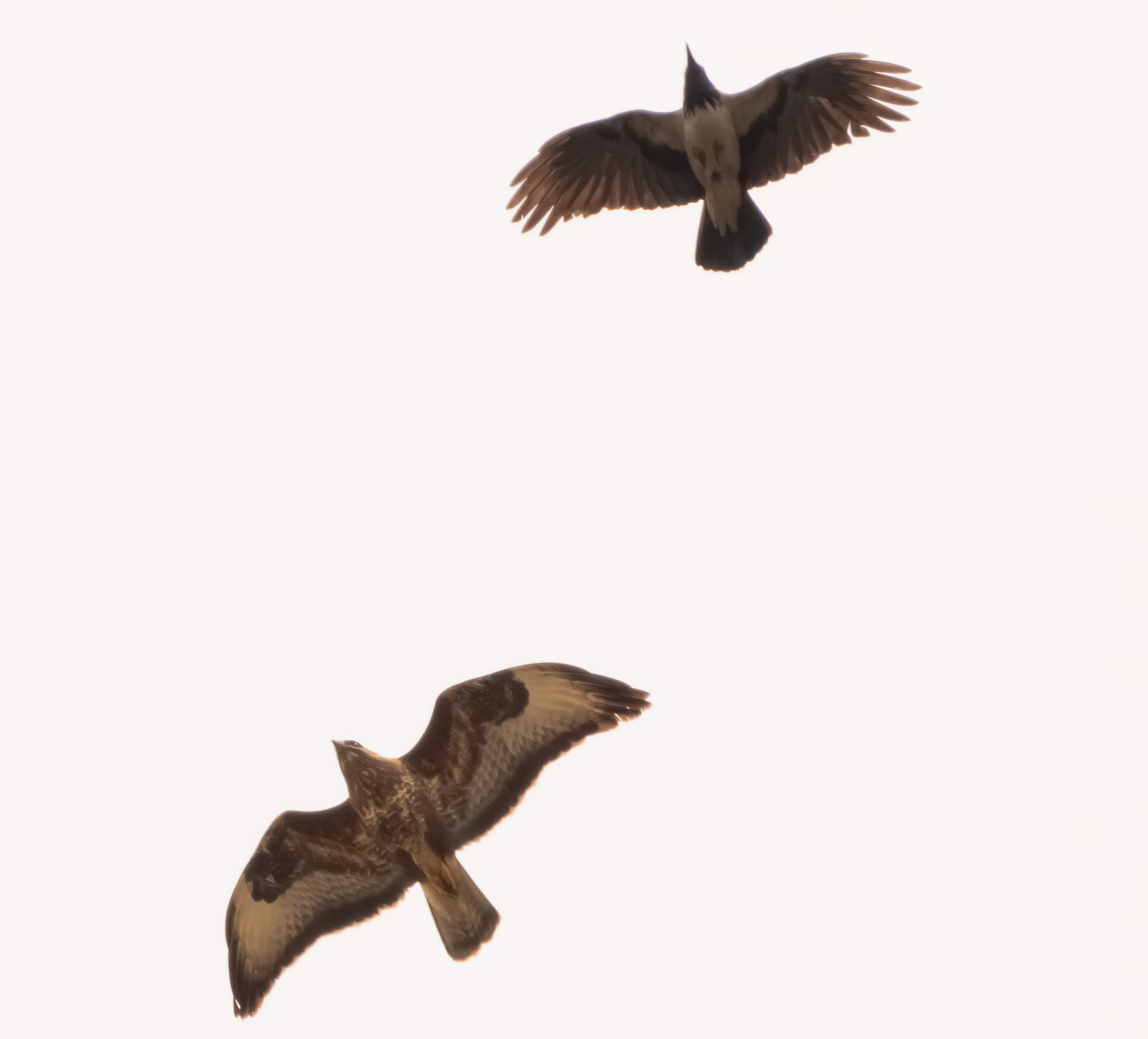 Poiana in flight with Cornacchia 15/05/2021