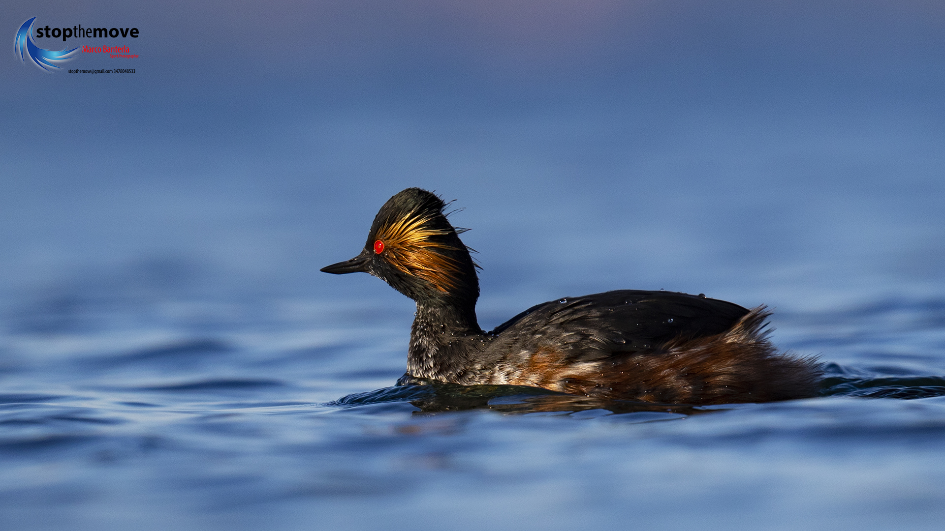 Small svasso at Garda