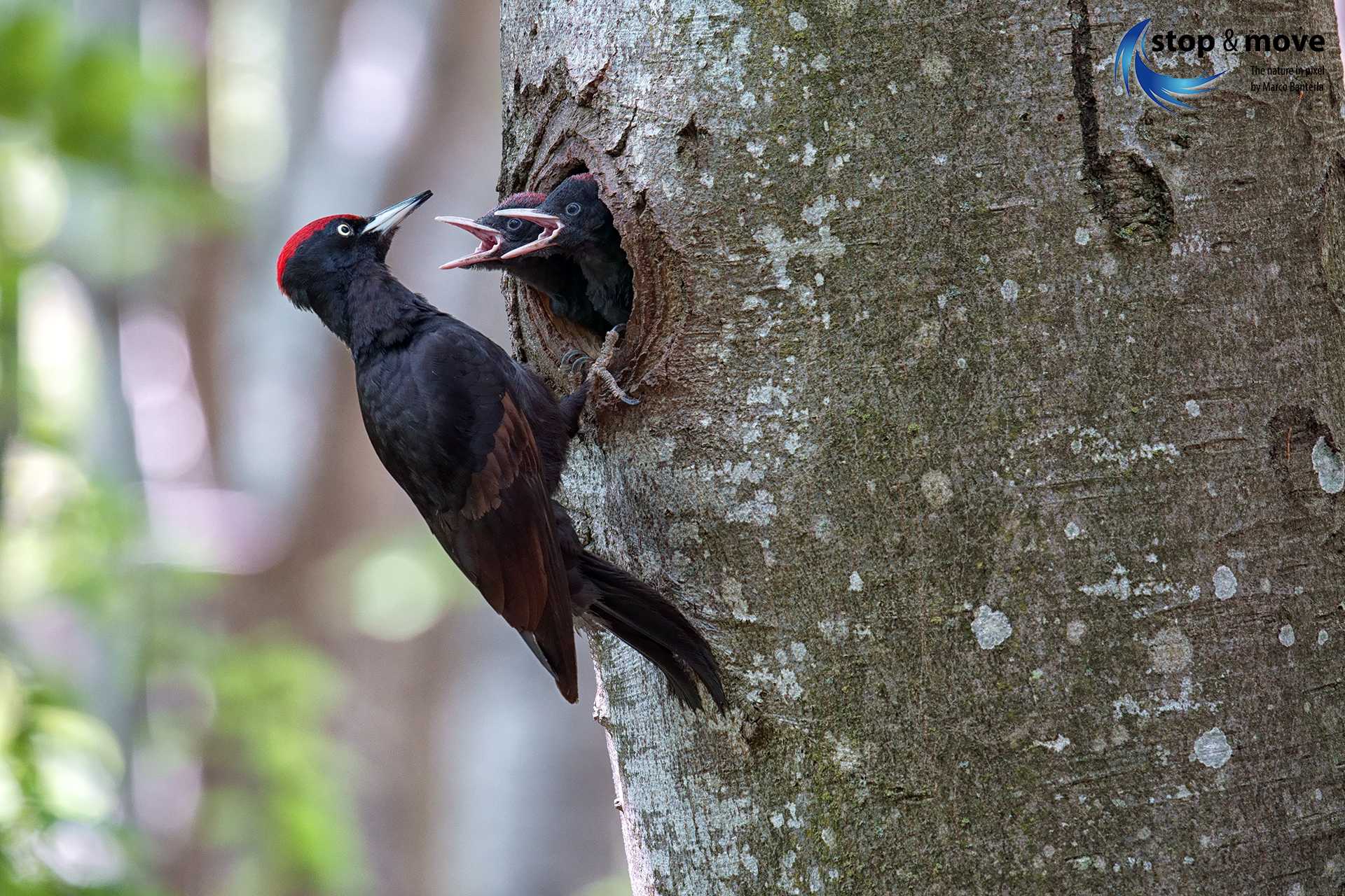 Black woodpecker with pulli