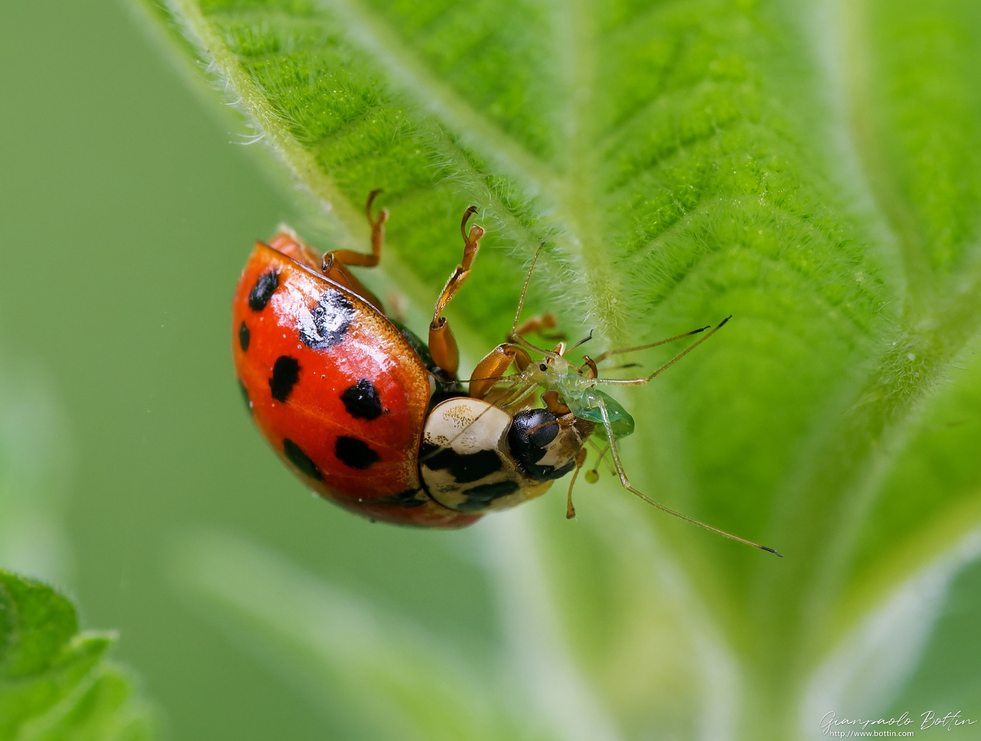 Ladybug is having lunch