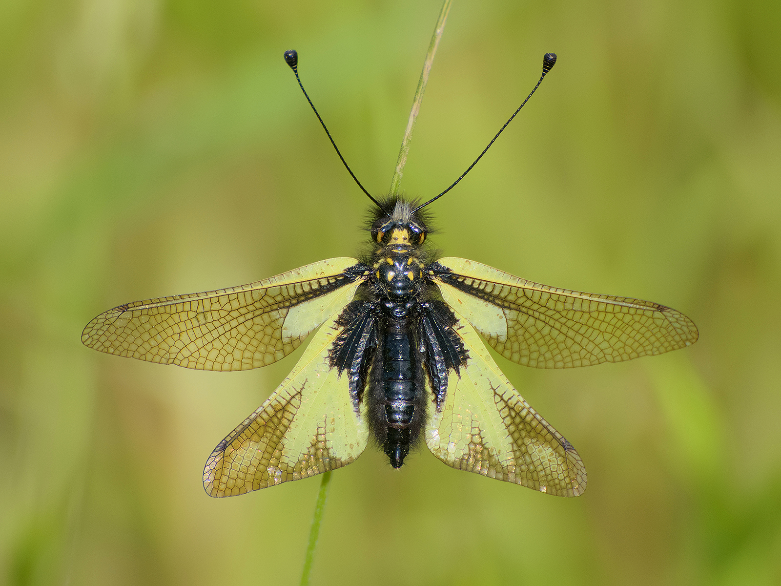 Libelloides coccajus (female).