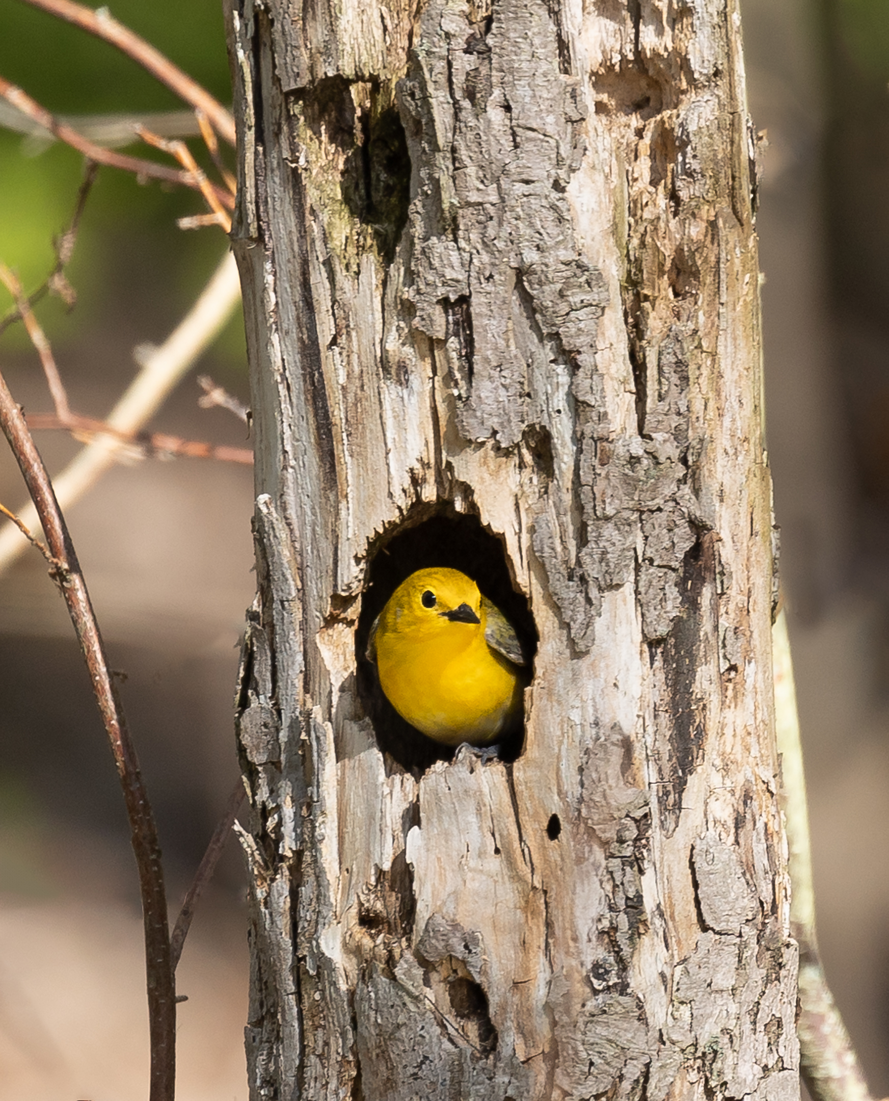 Warbler prothonotary.