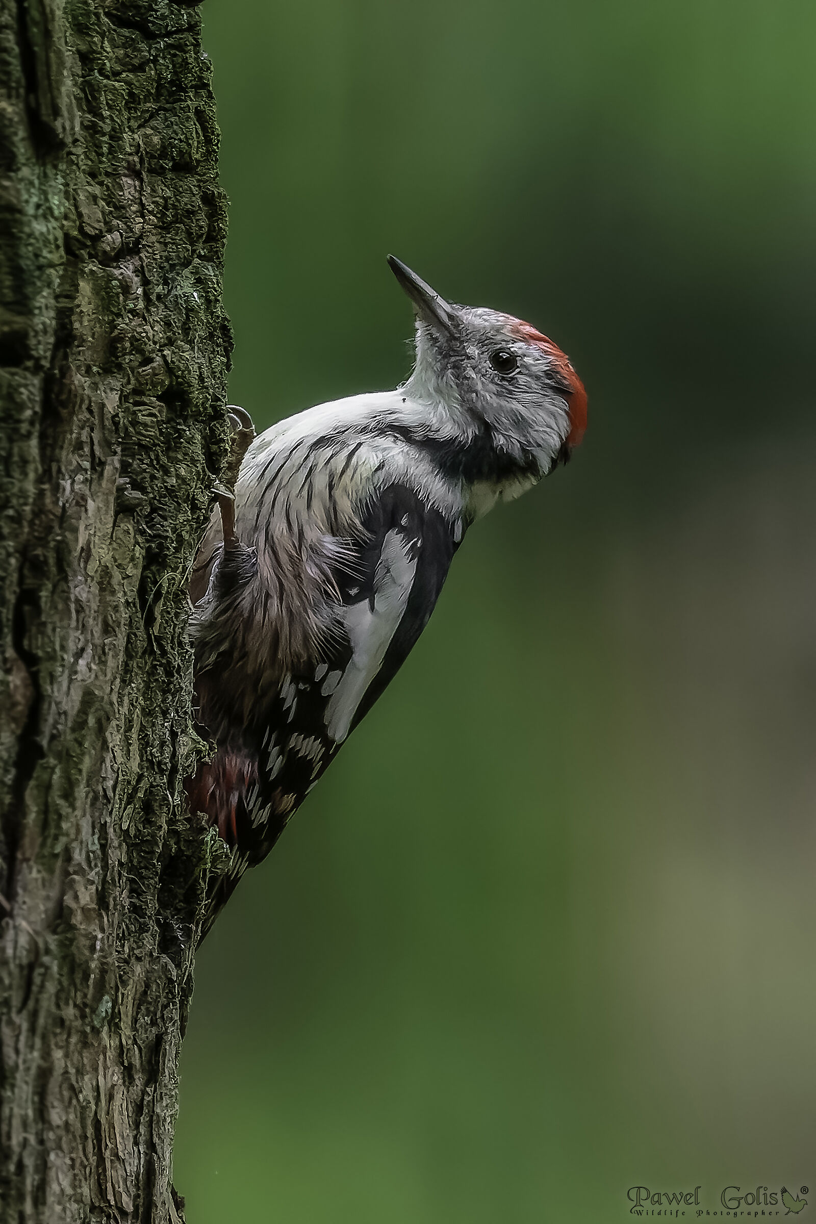 Il picchio maculato (Dendrocopos major)