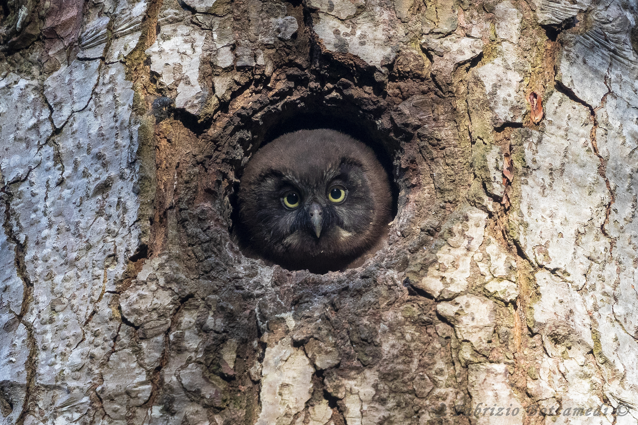 Di vedetta : civetta capogrosso !