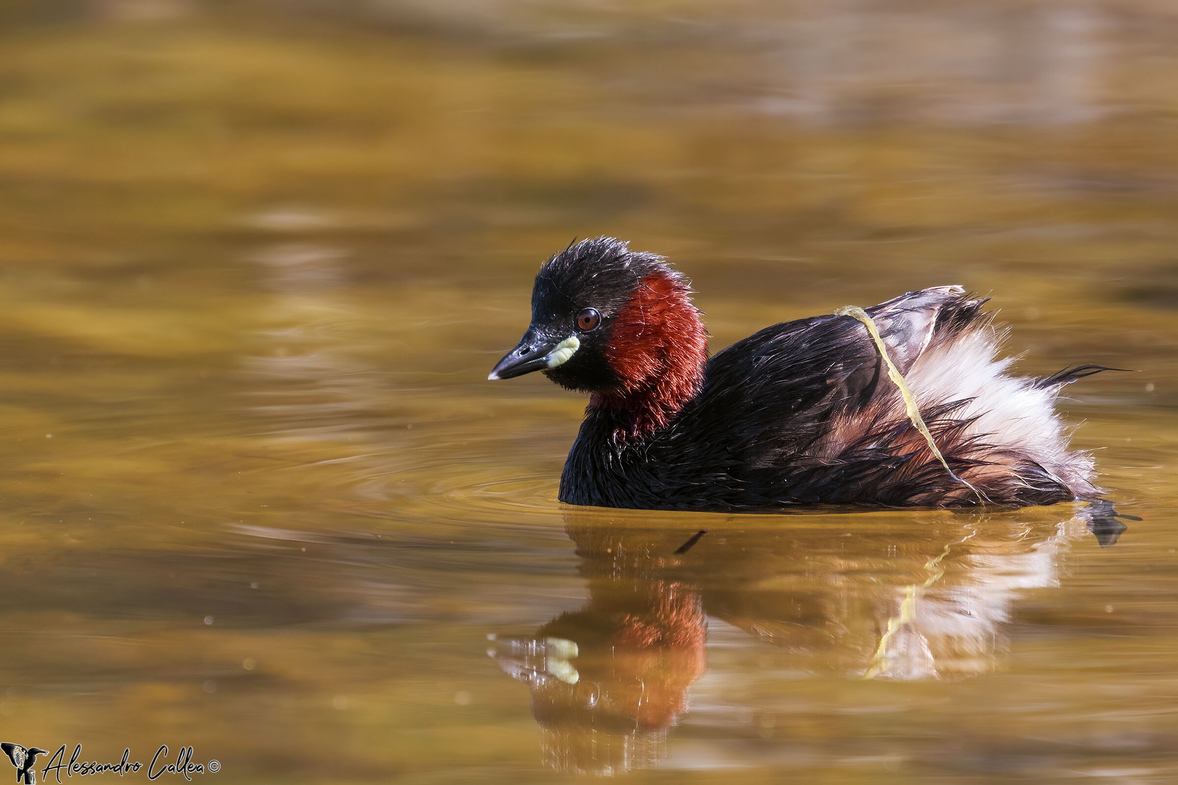 Il piccolo e simpatico Tuffetto
