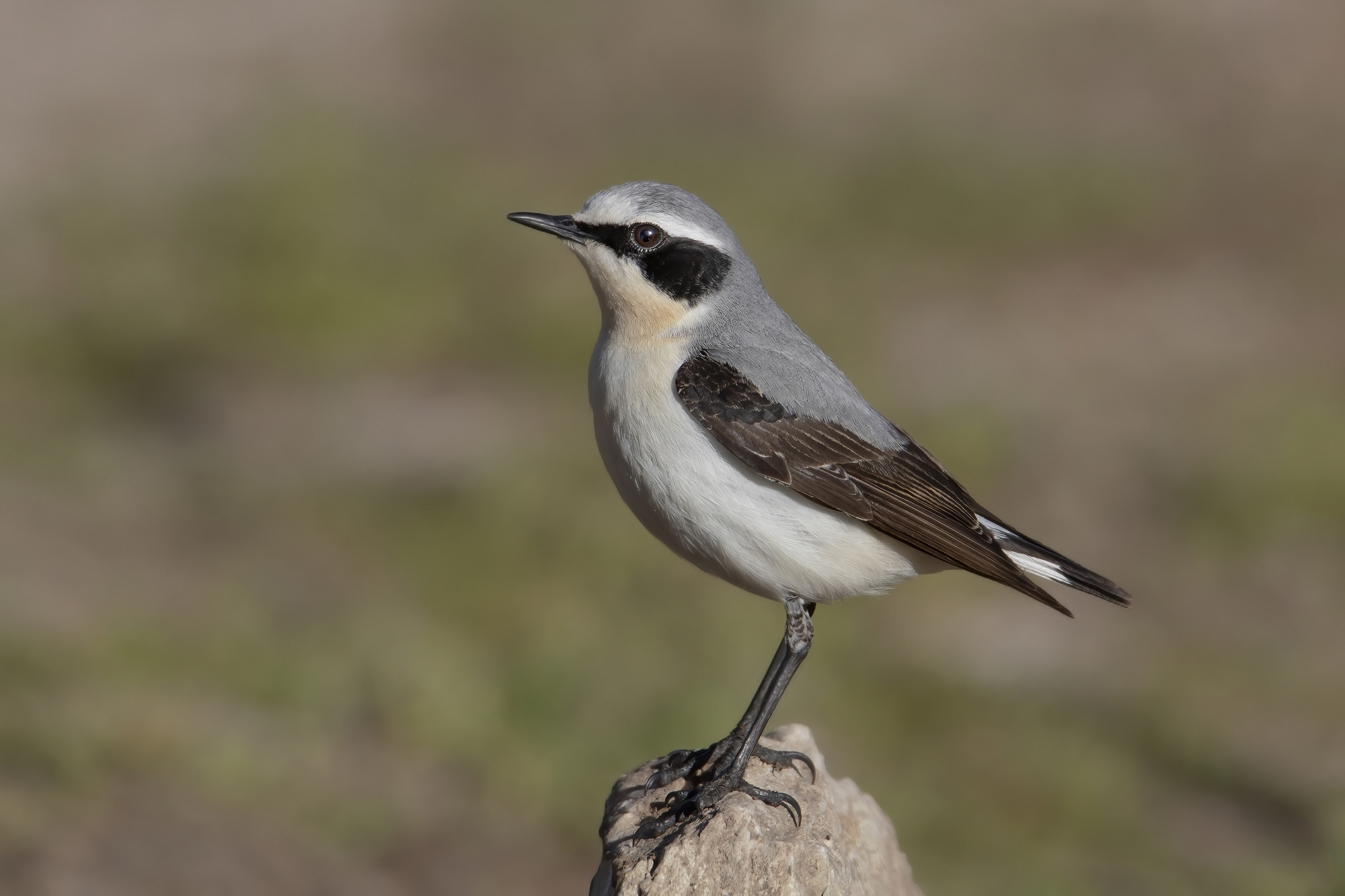 male white culbianco