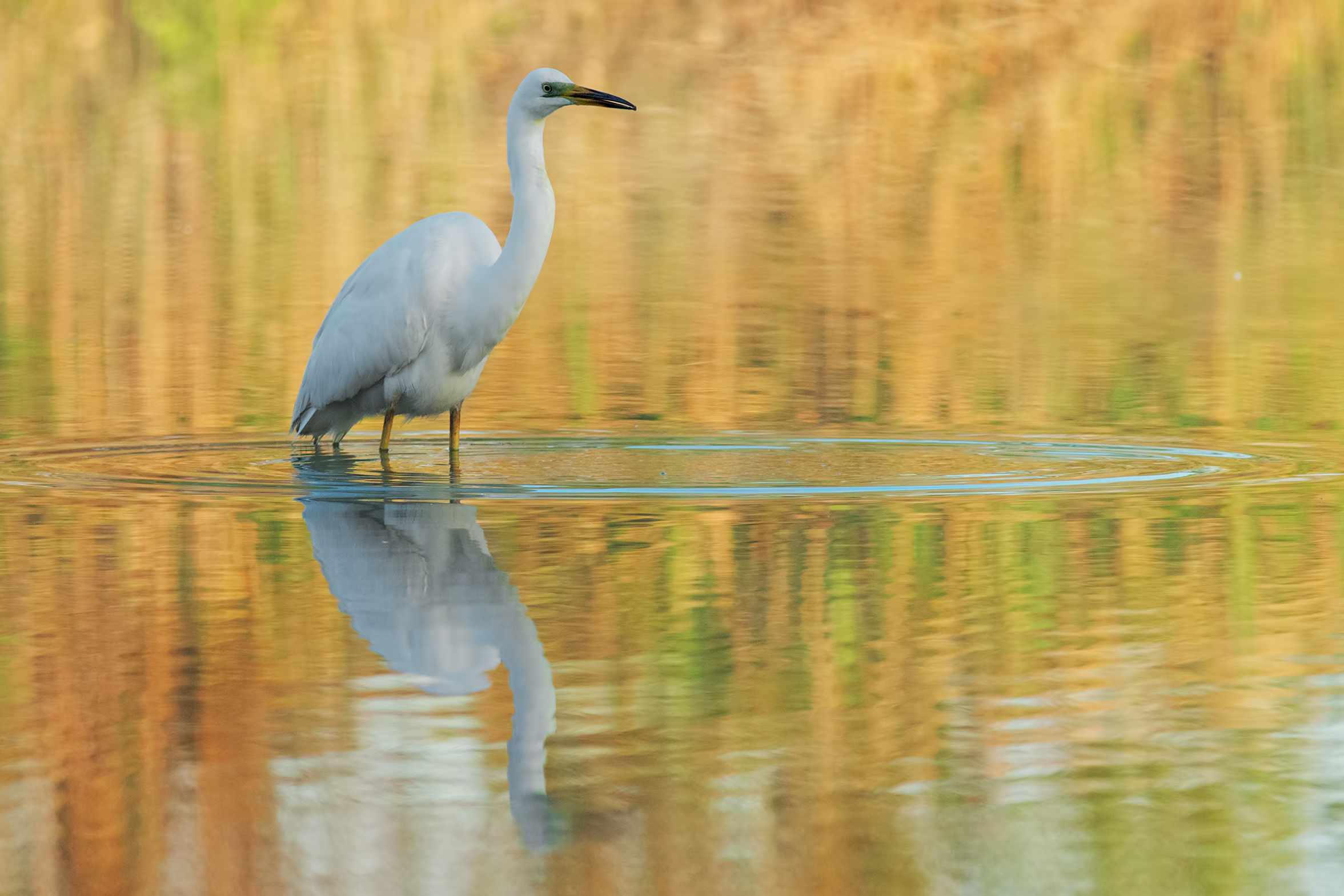 Bianco tra i colori dell'albra