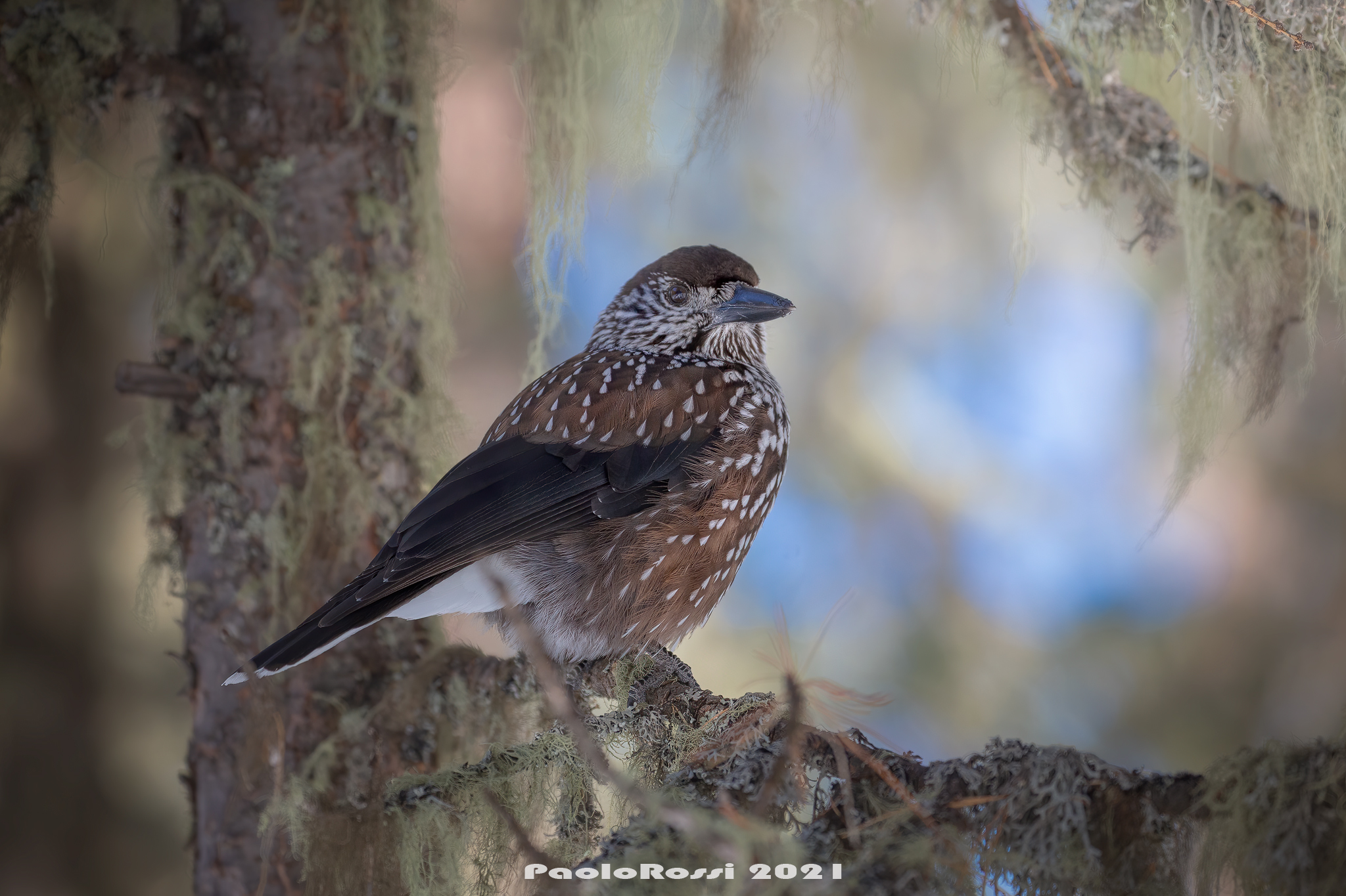 spotted nutcracker...