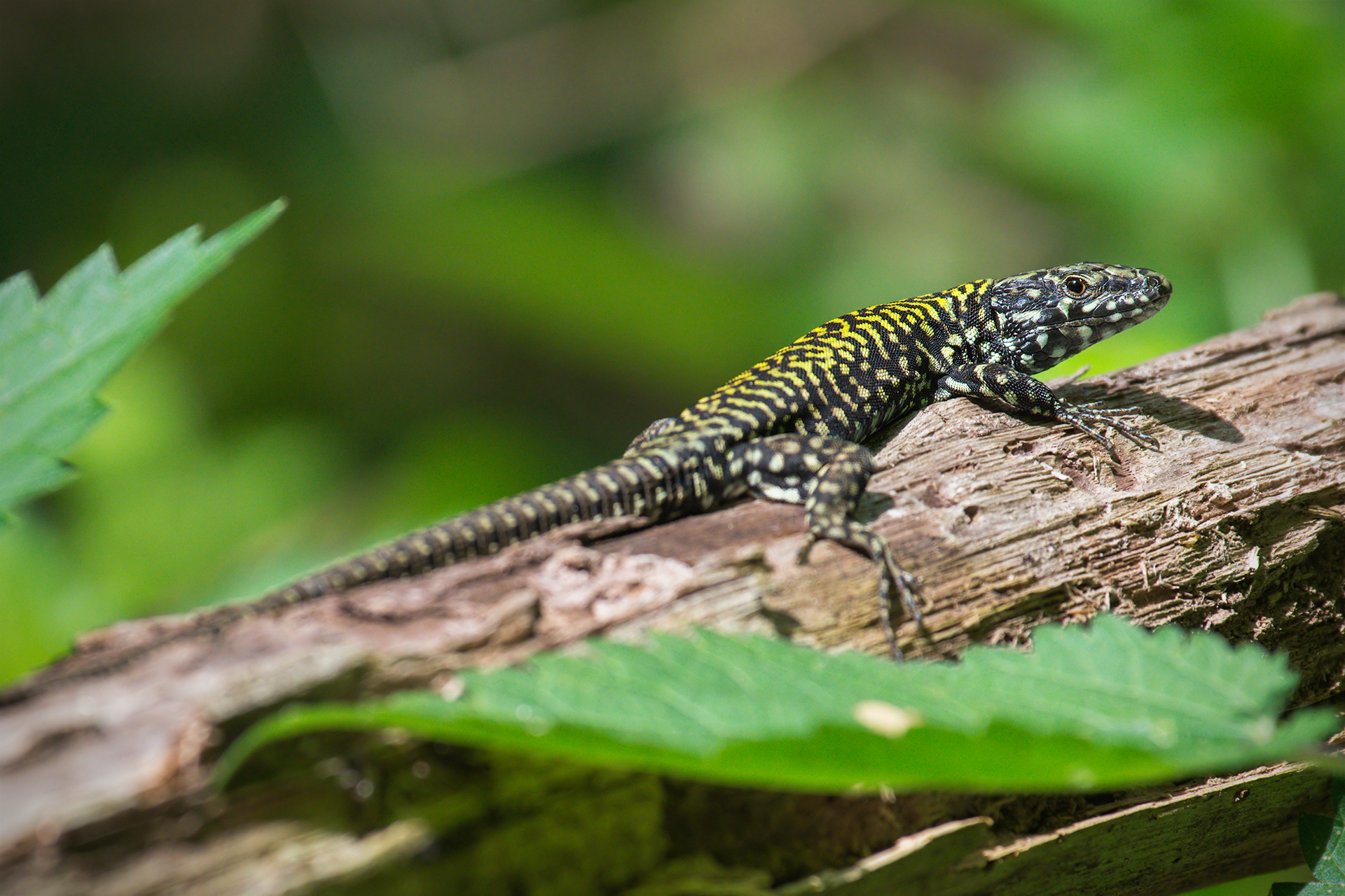 Lucertola (Podarcis muralis)