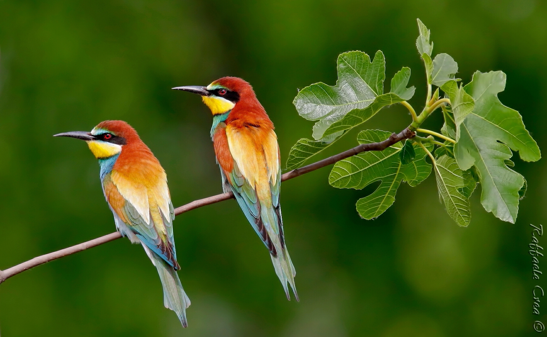 Gruccioni su pianta di Fico