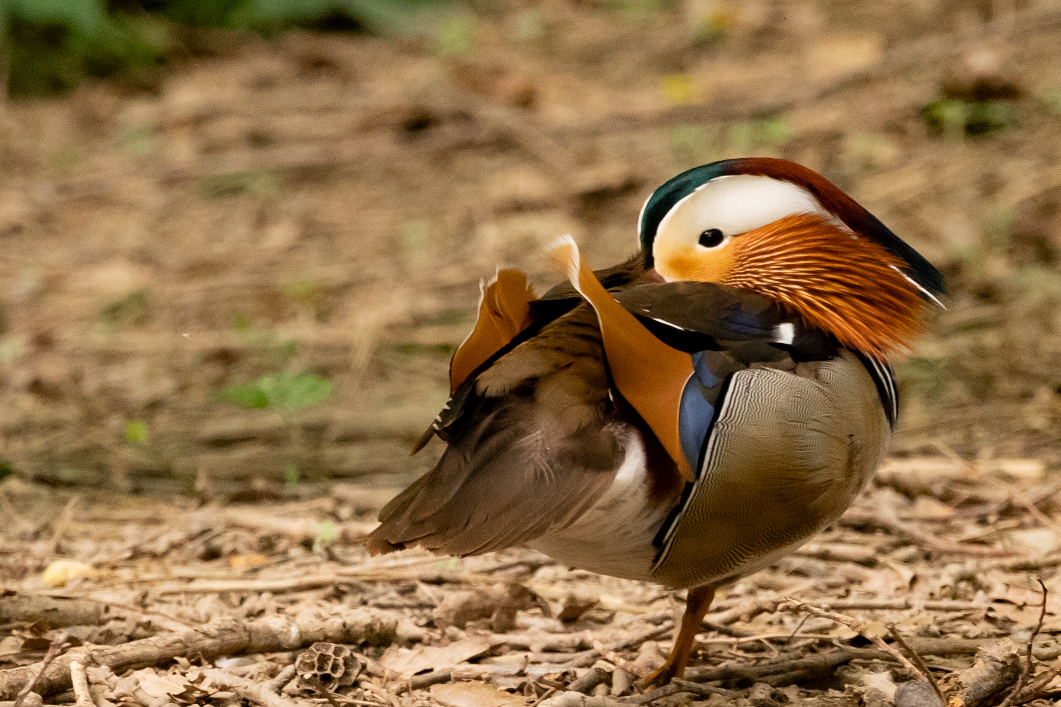 Centro Cicogne Racconigi - Anatra Mandarina #3