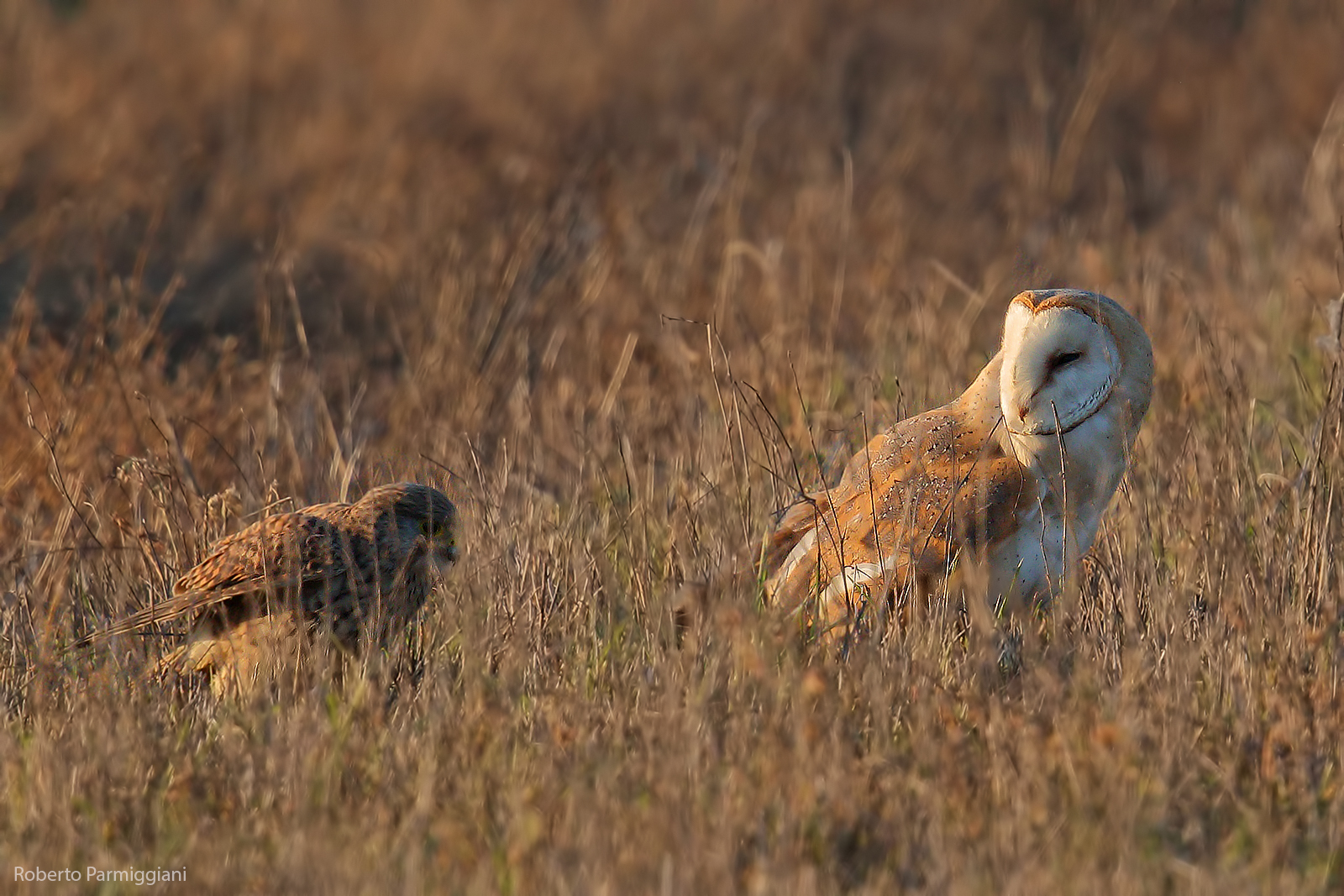 Barbagianni vs gheppio (tentativo furto preda)