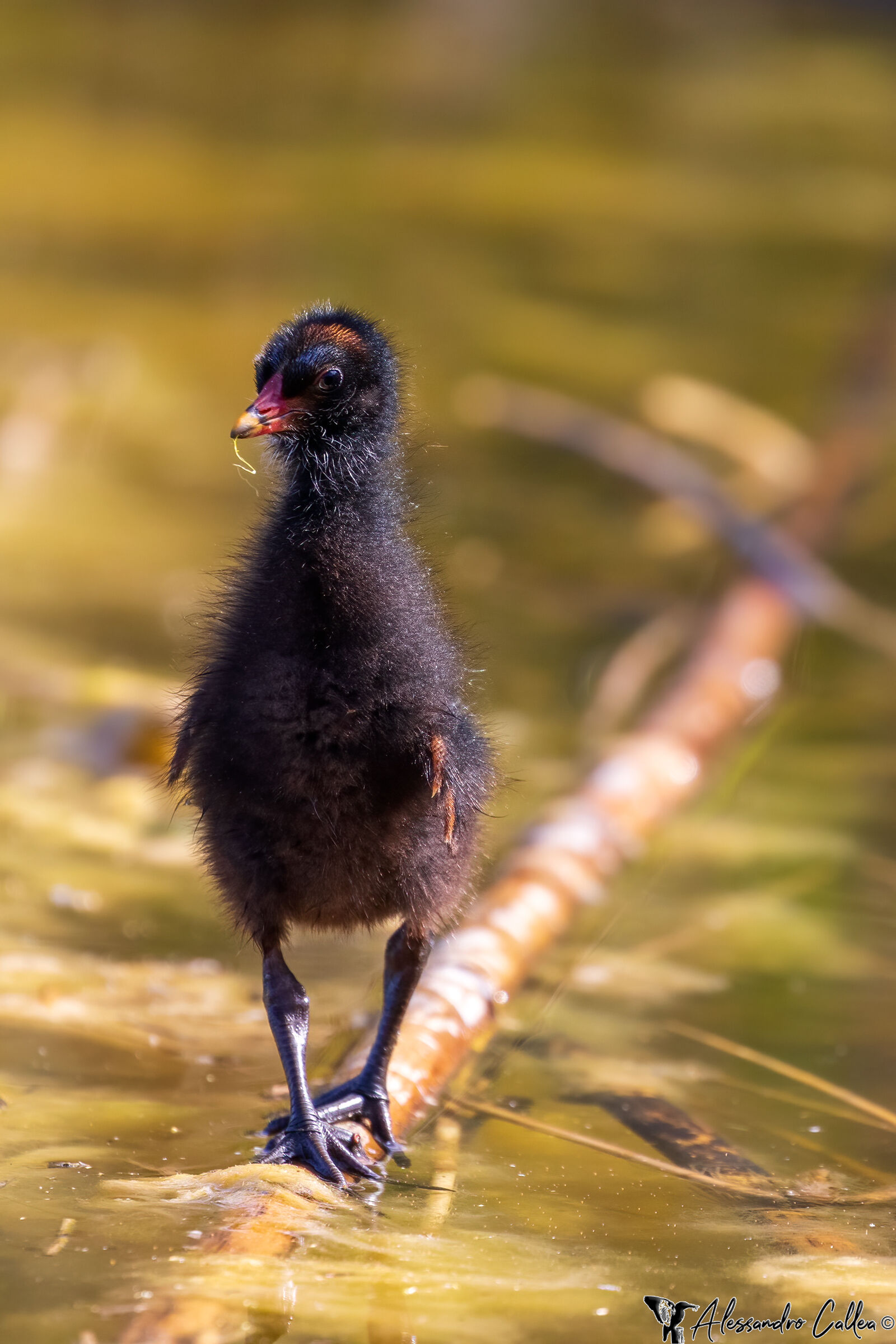 Uno spericolato equilibrista