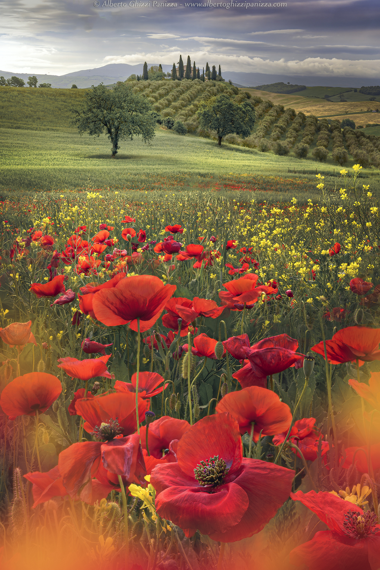 Il belvedere tra i papaveri