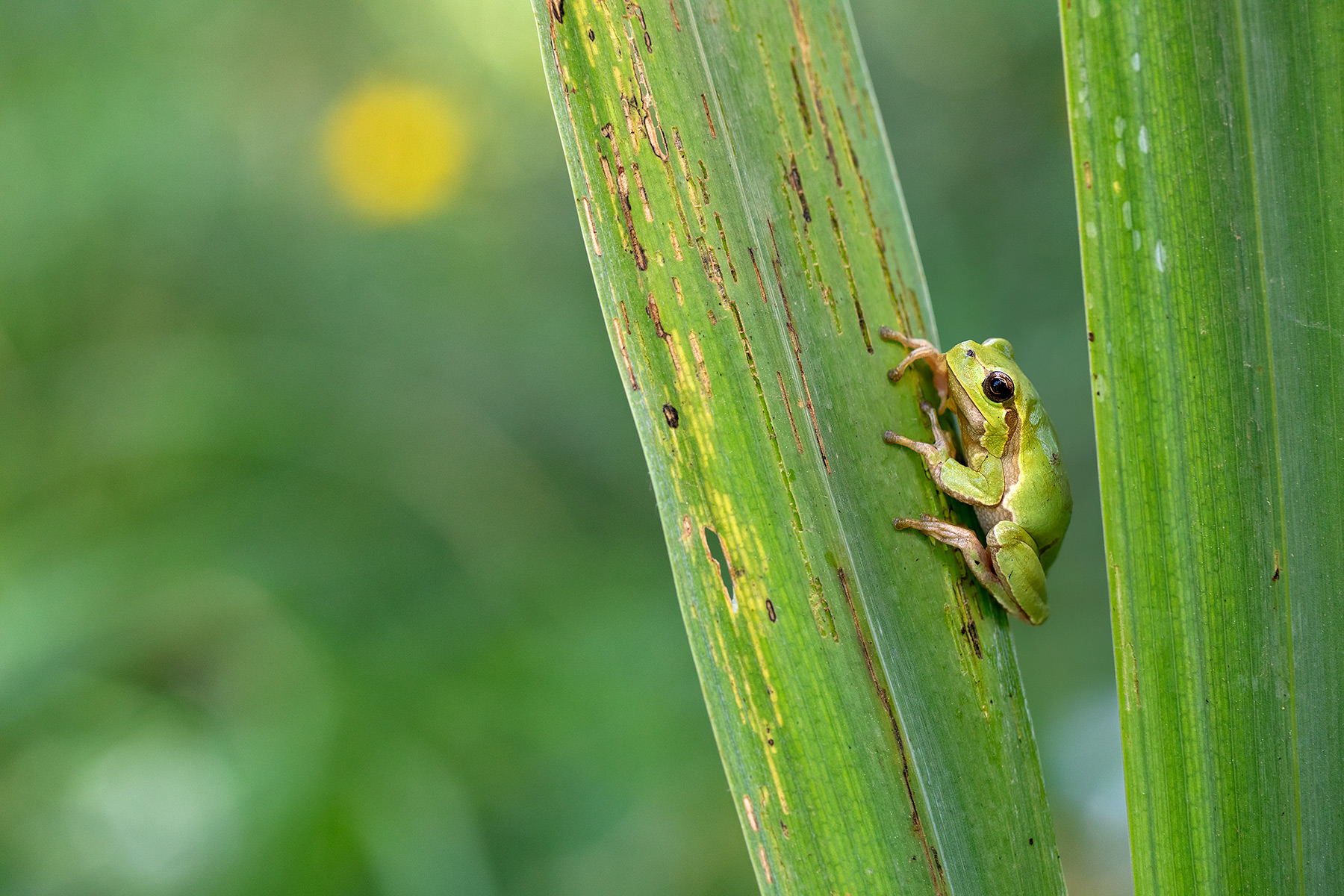tree frog