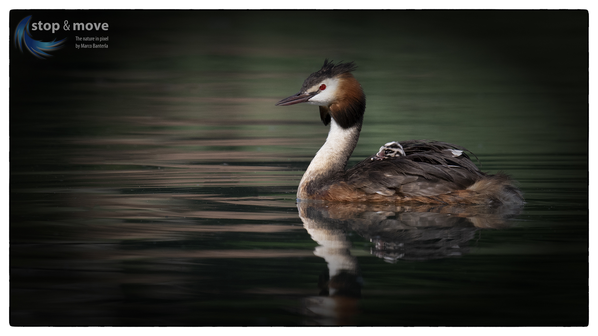 Provasso with offspring