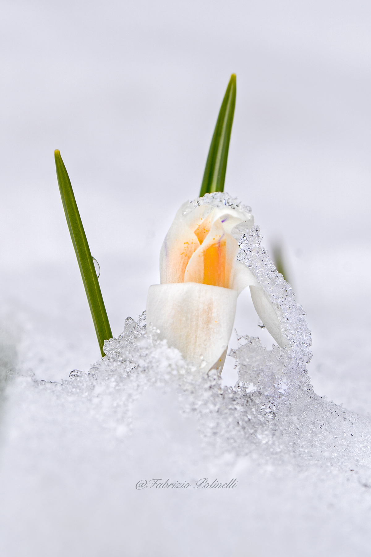 Primavera a Livigno... Crocus