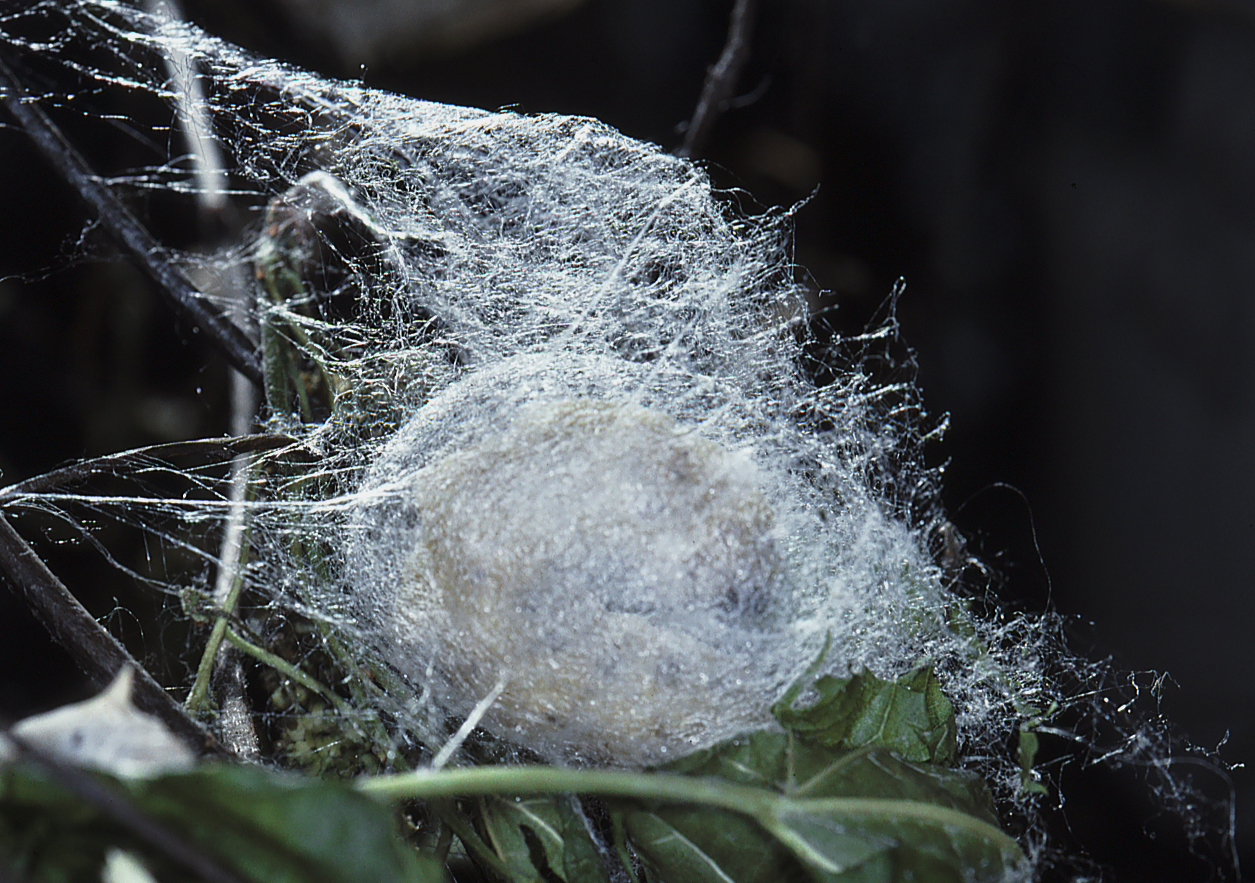 Baco da seta al lavoro Dia del 1984