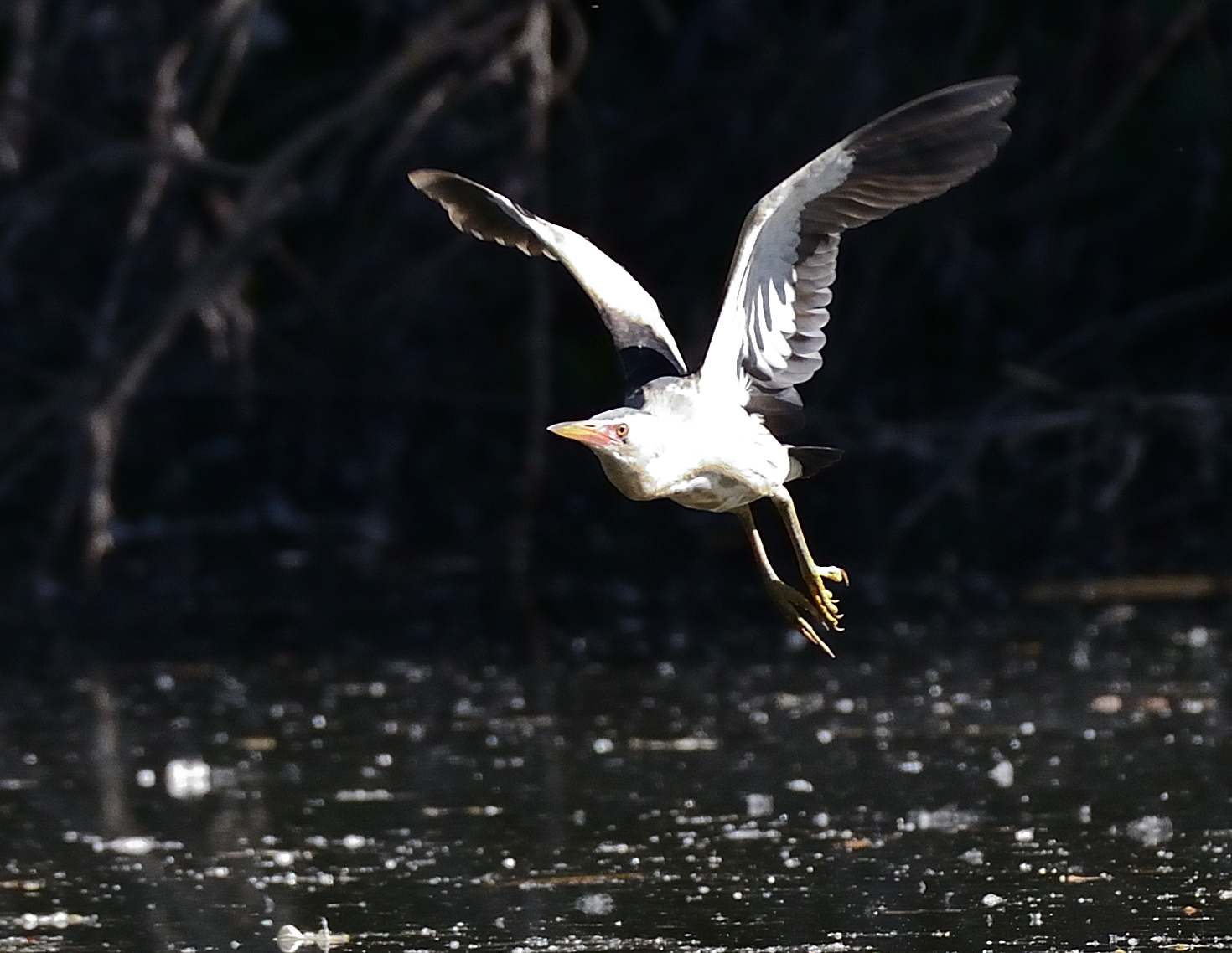 In volo