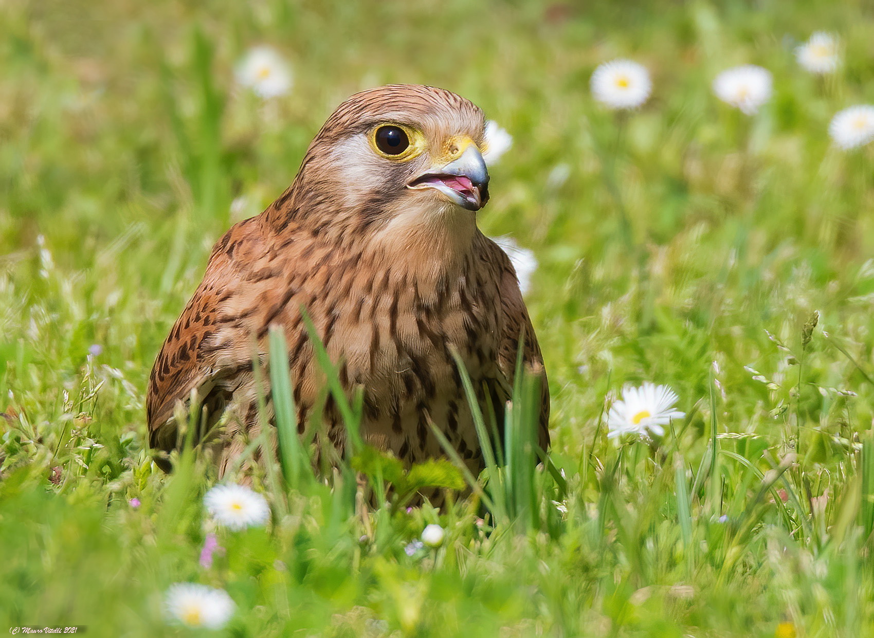 Gheppio (Falco tinnunculus) femmina