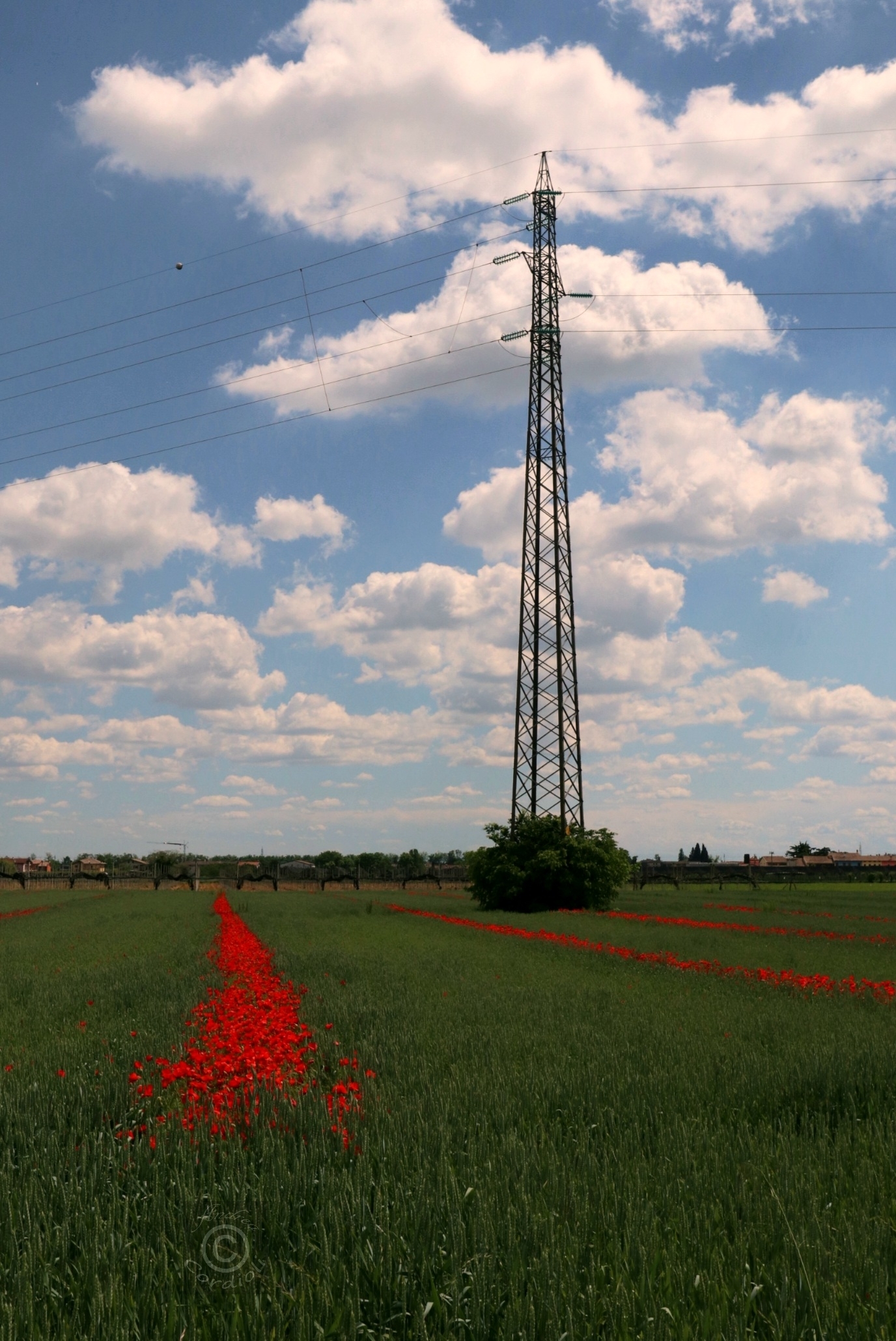 electropoppies