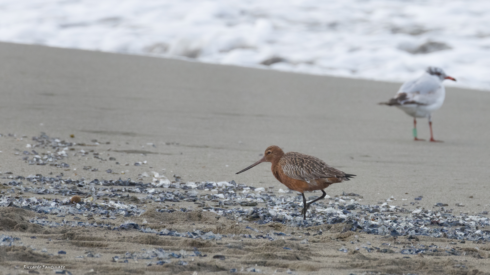 Pittima Minor in dress