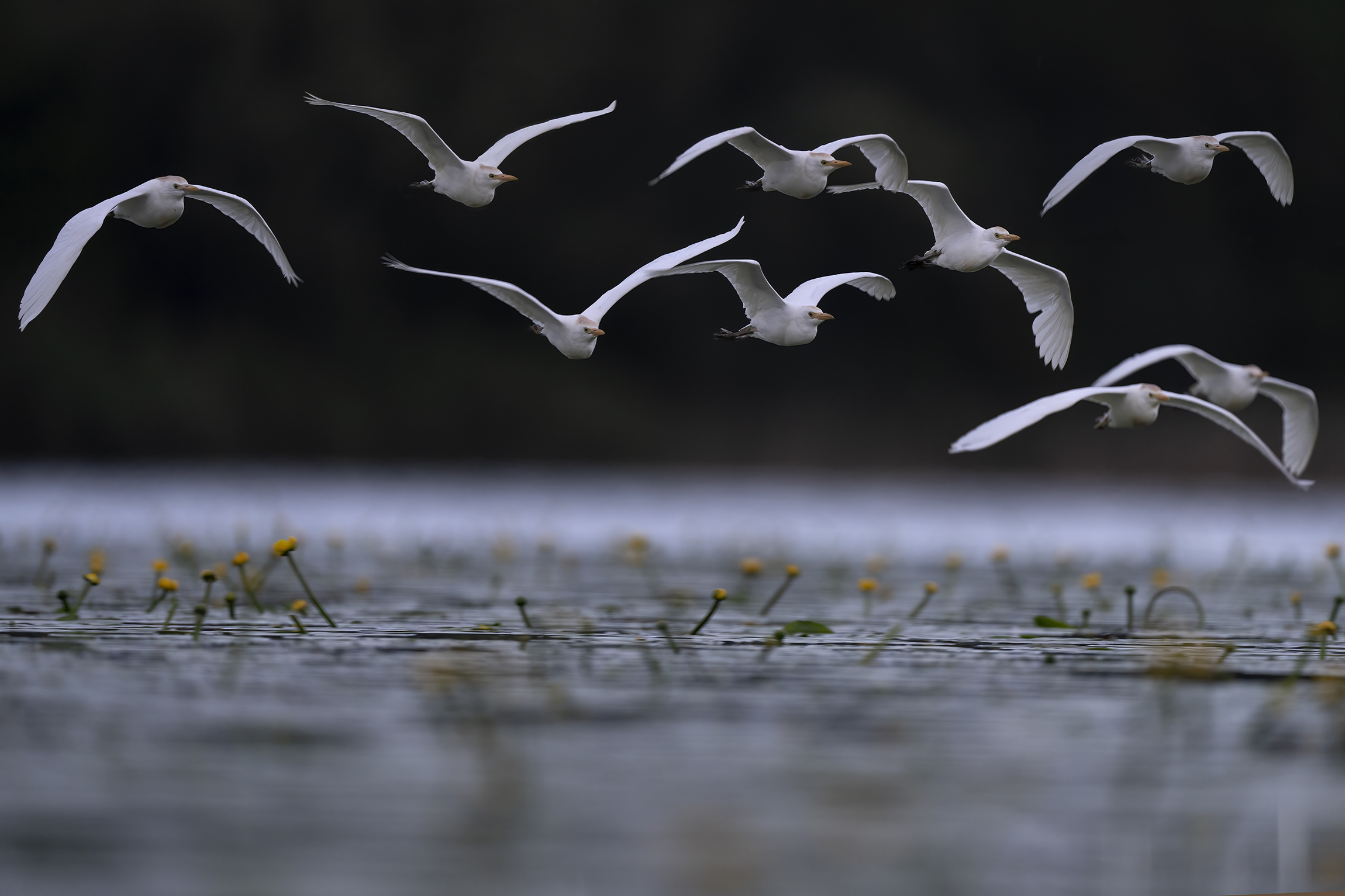 Volo alle prime luci