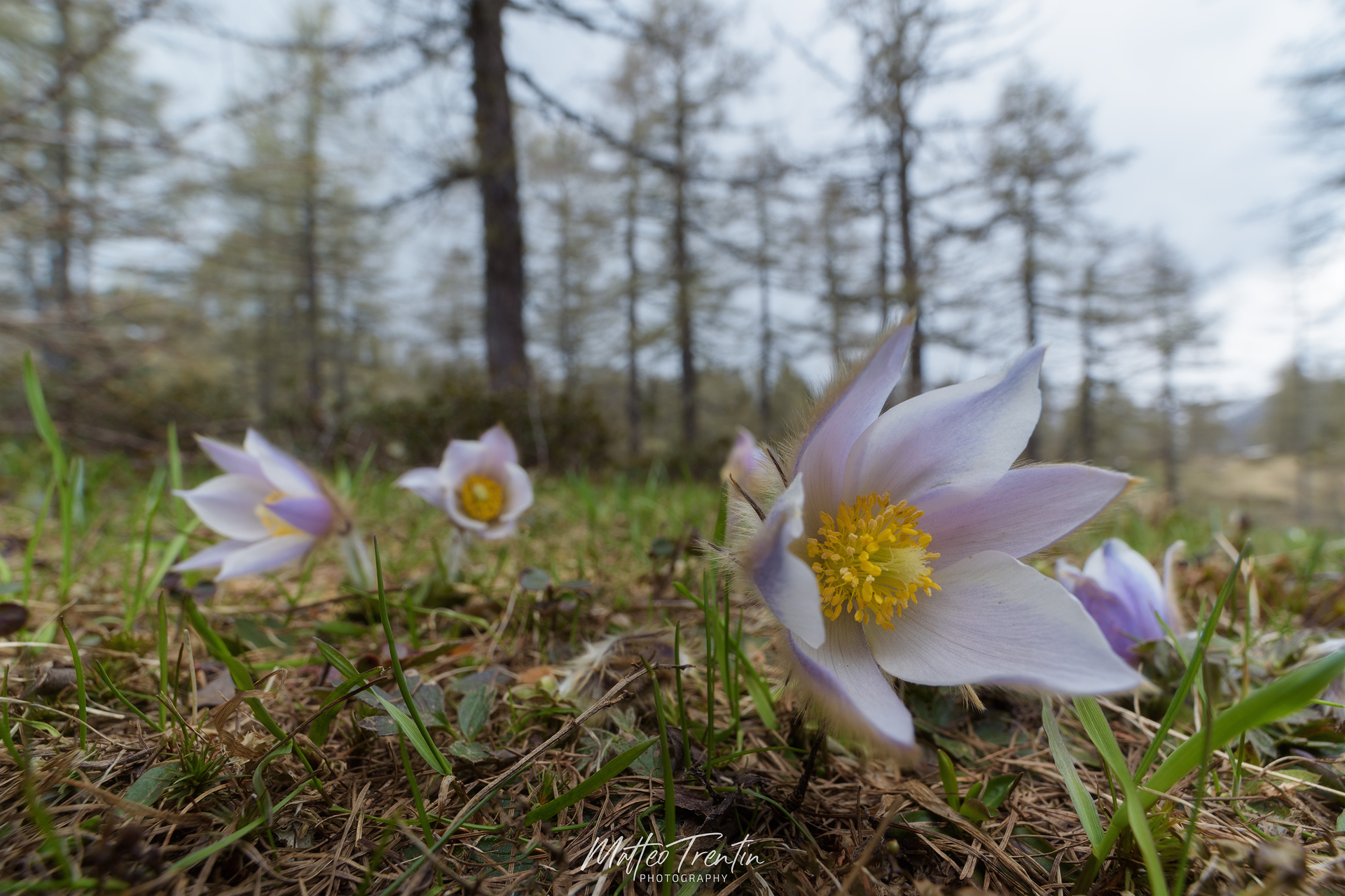 Mountain pulsatilla