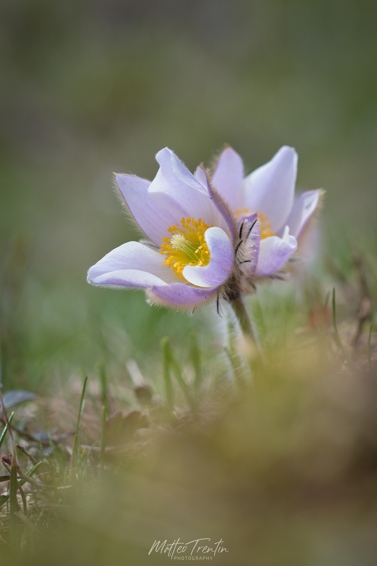 Pulsatilla montana 2