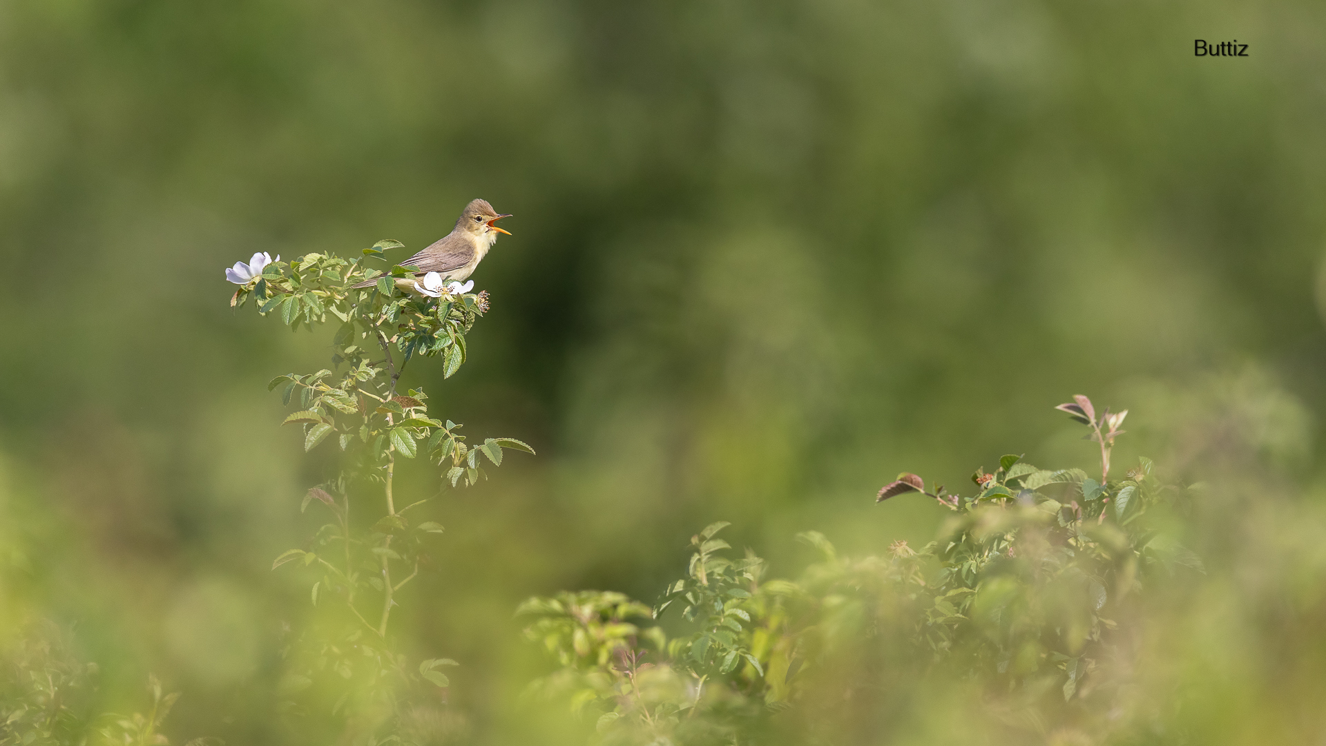 Canapino comune su rosa canina