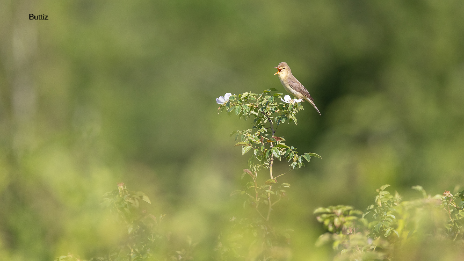 Canapino comune su rosa canina