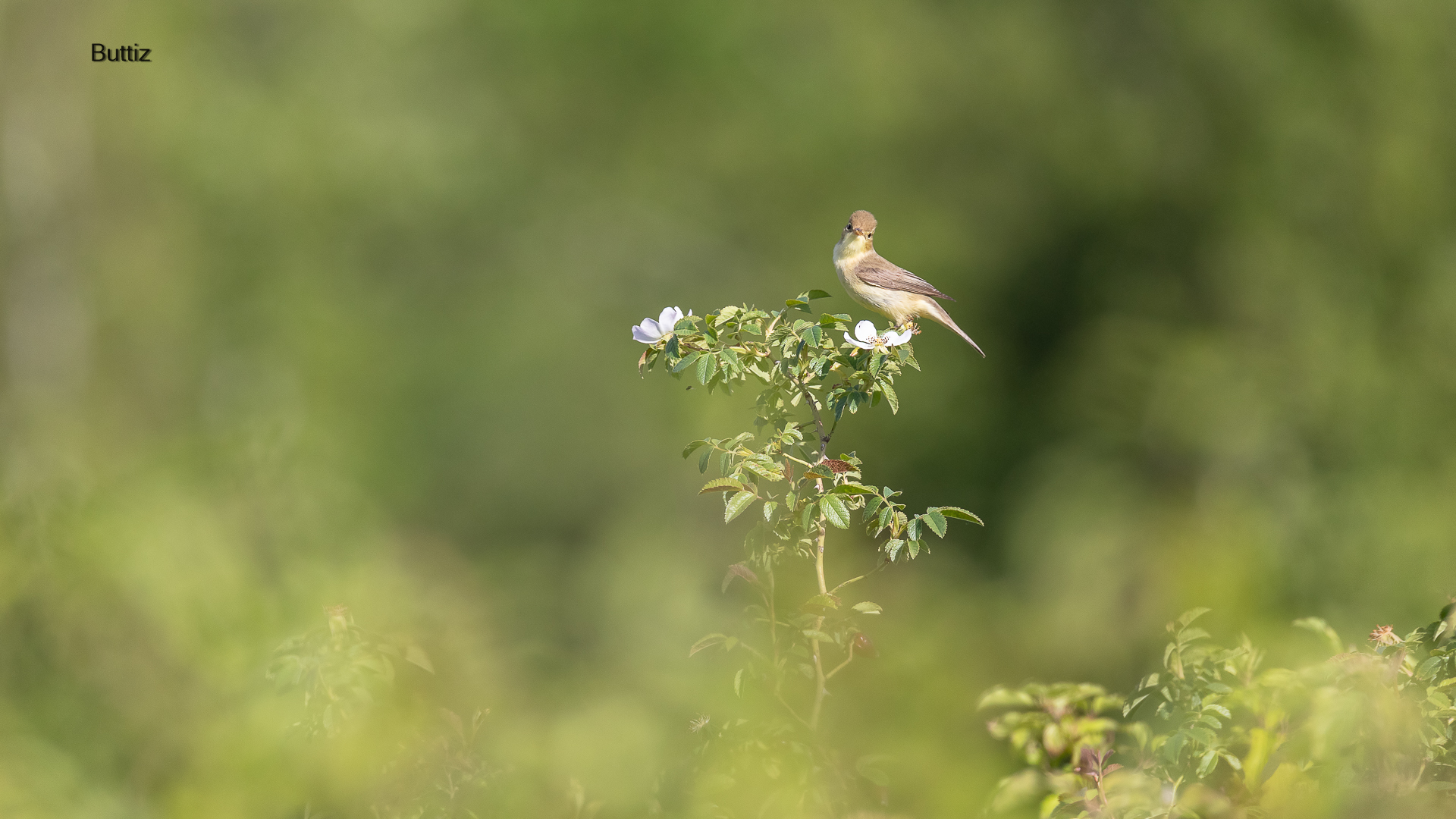 Canapino comune su rosa canina