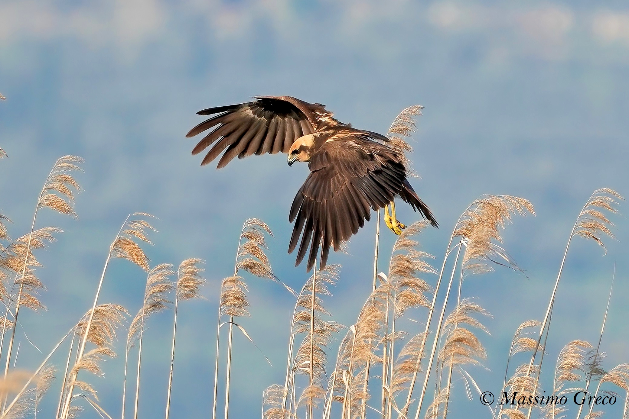 Falco di palude in perlustrazione