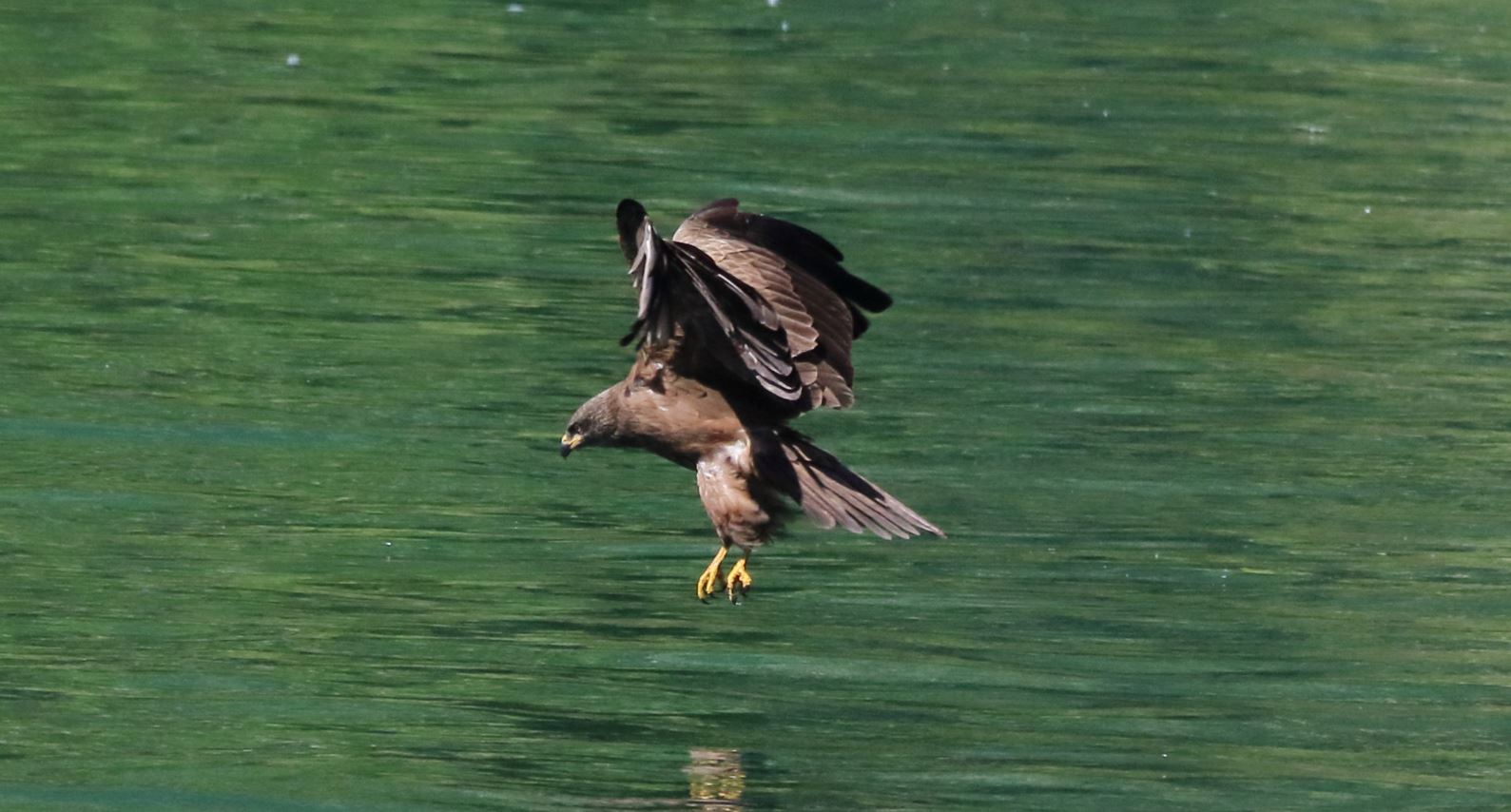 black kite