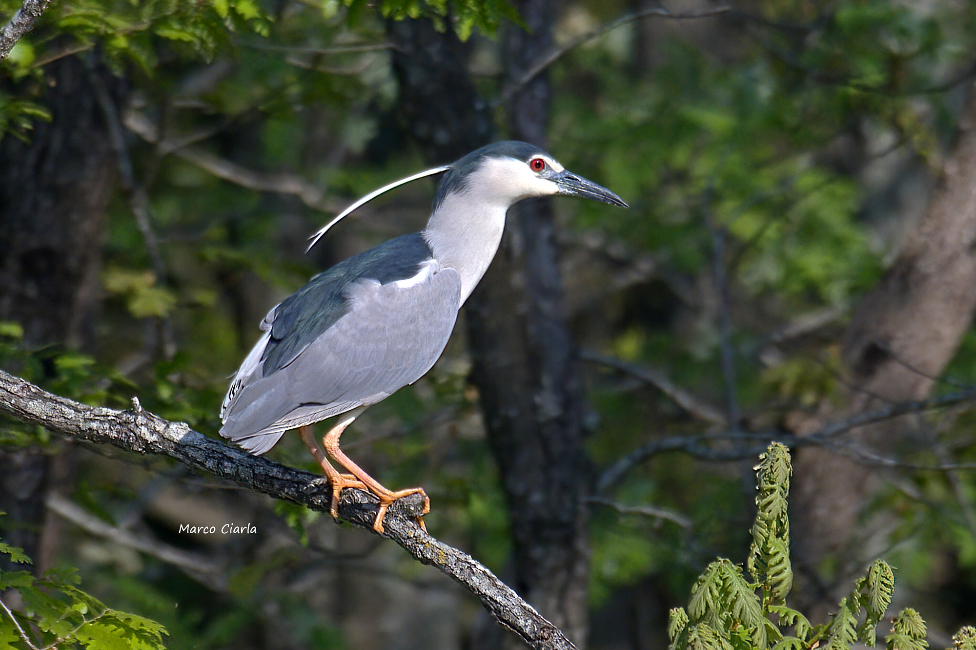 Nitticora (Nycticorax nycticorax)