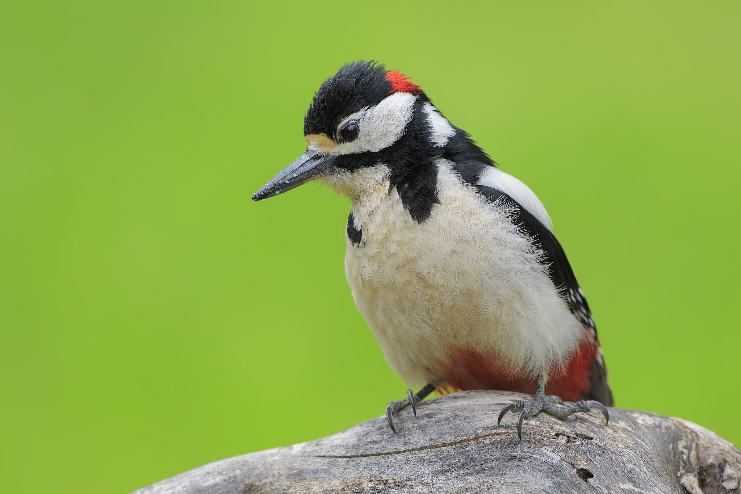 Picchio rosso maggiore