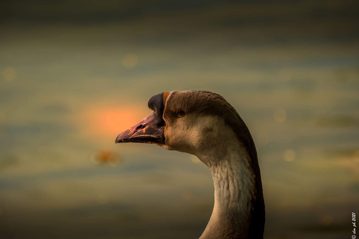 goose-swan