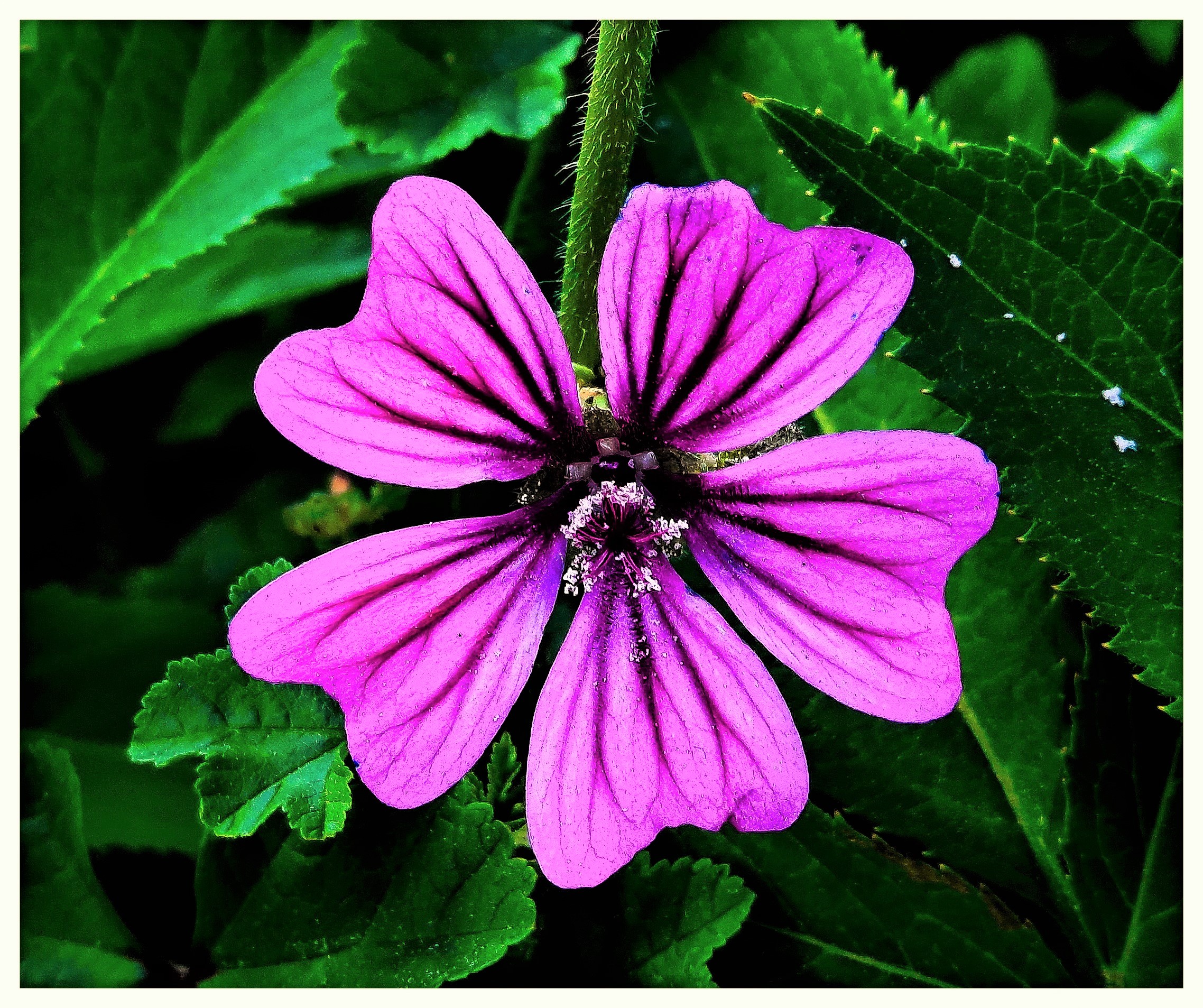 Malva  #  3