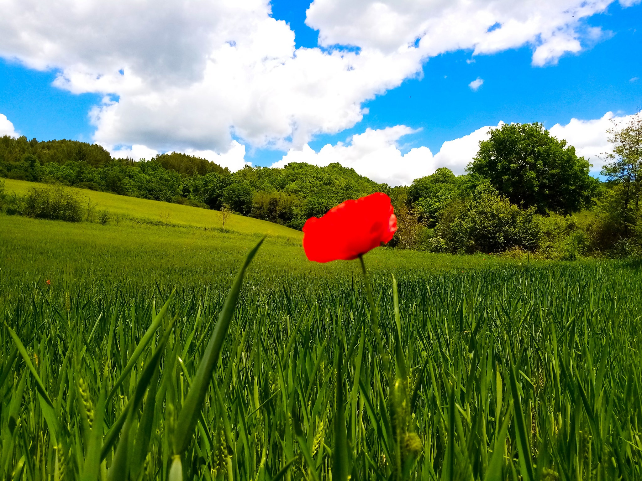 un papavero. armenzano  assisi