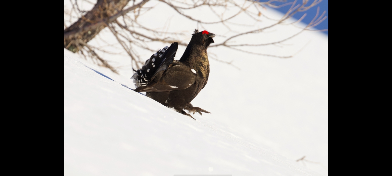 Sun-kissed gallo forcello hybrid