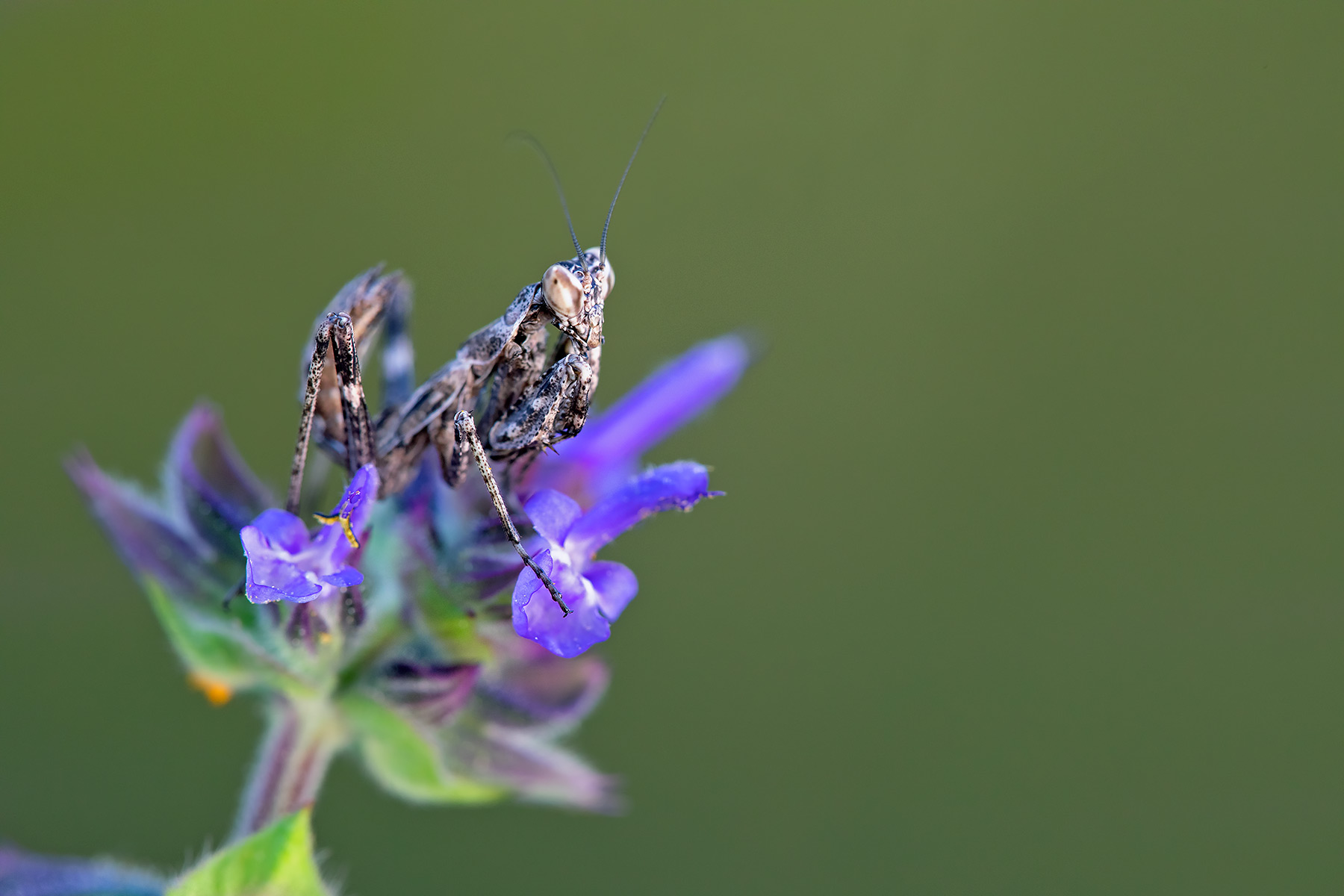 Neanide of Empuca pennata