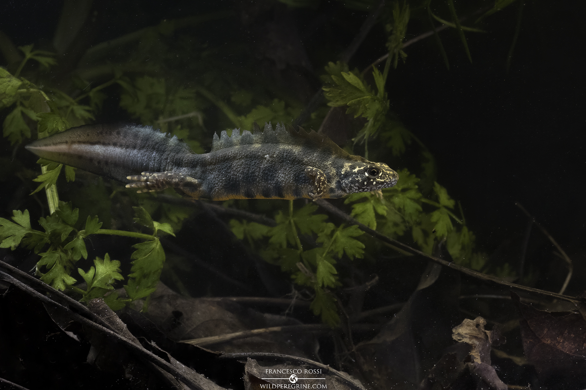 Aquatic Dragons