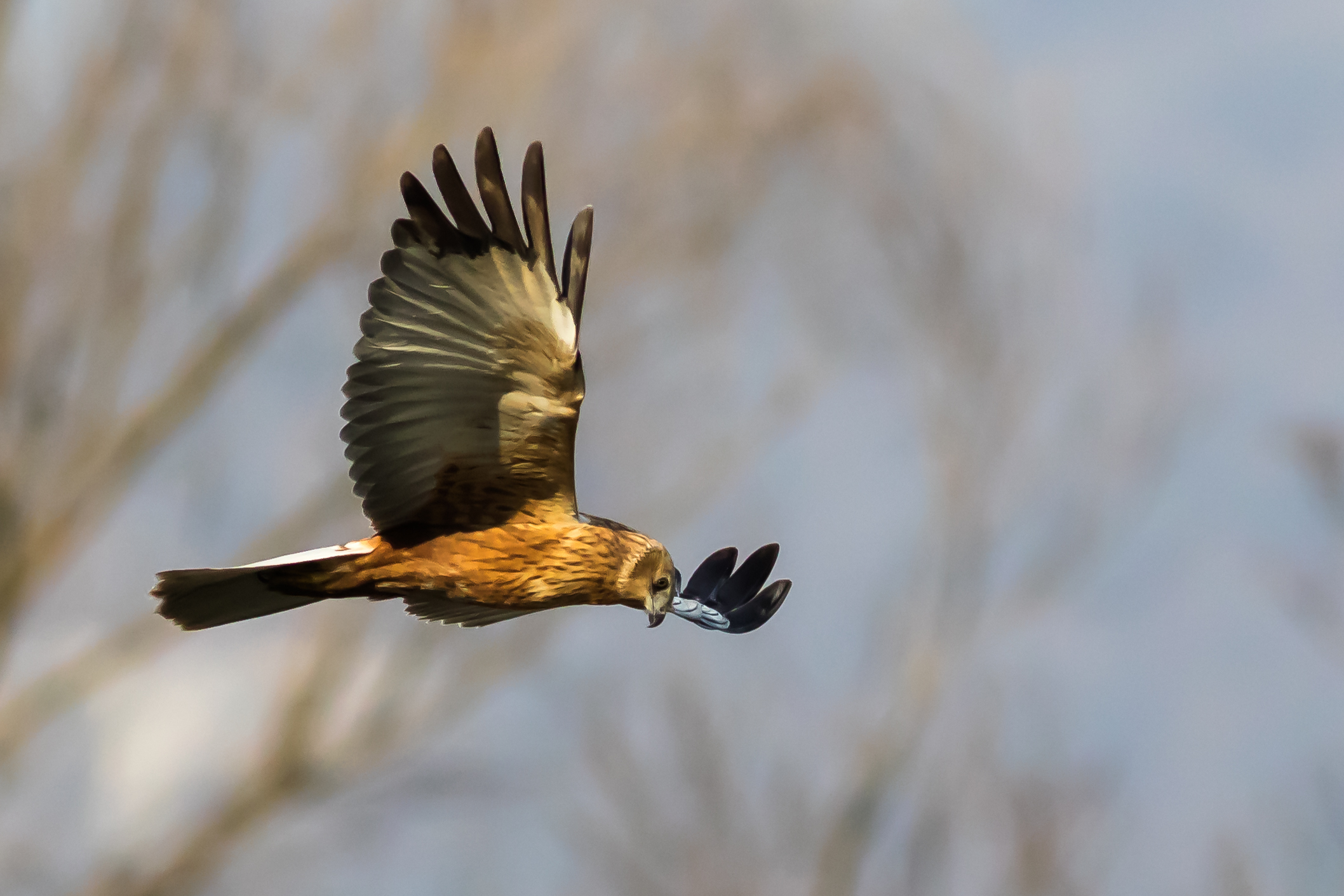 Falco di Palude