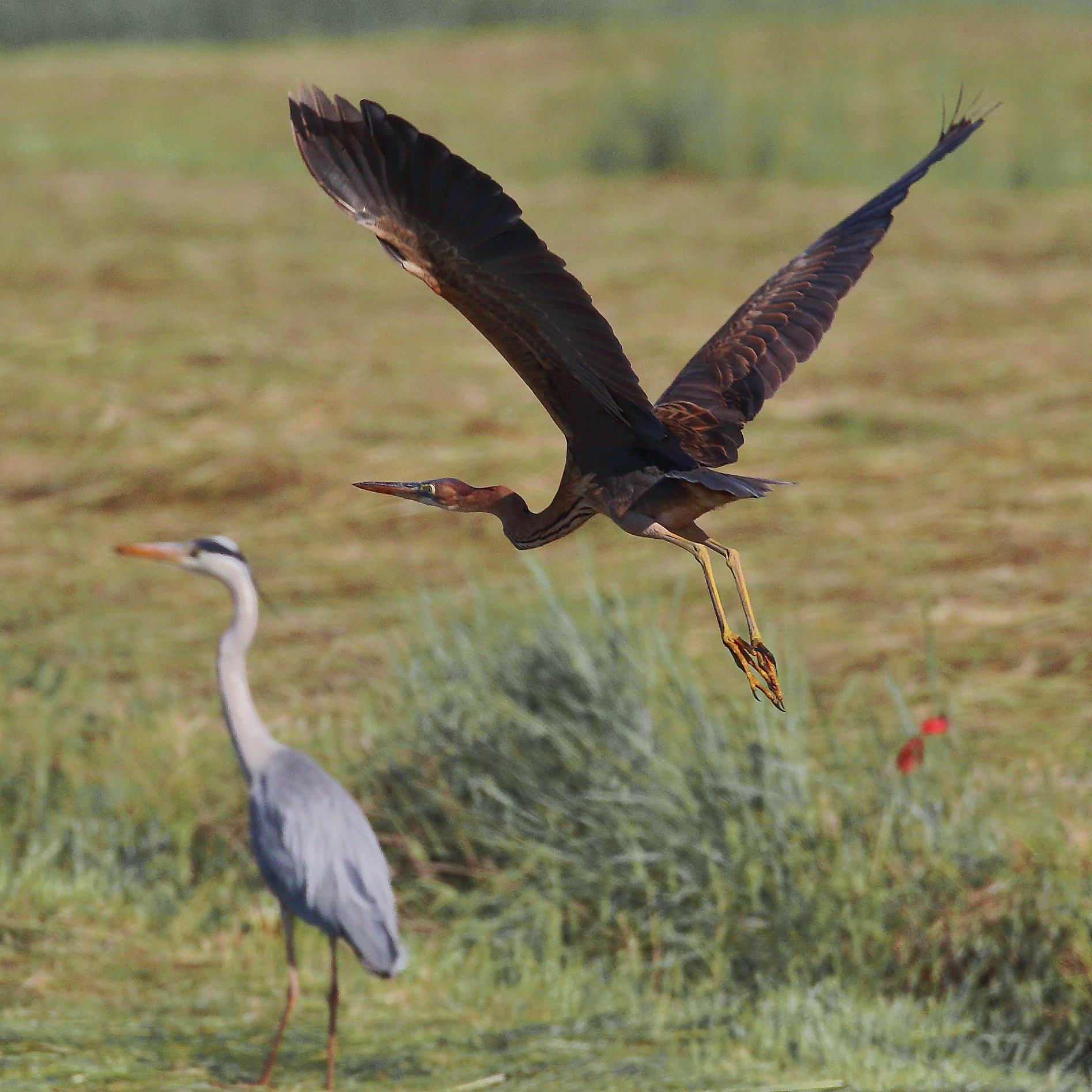 purple heron